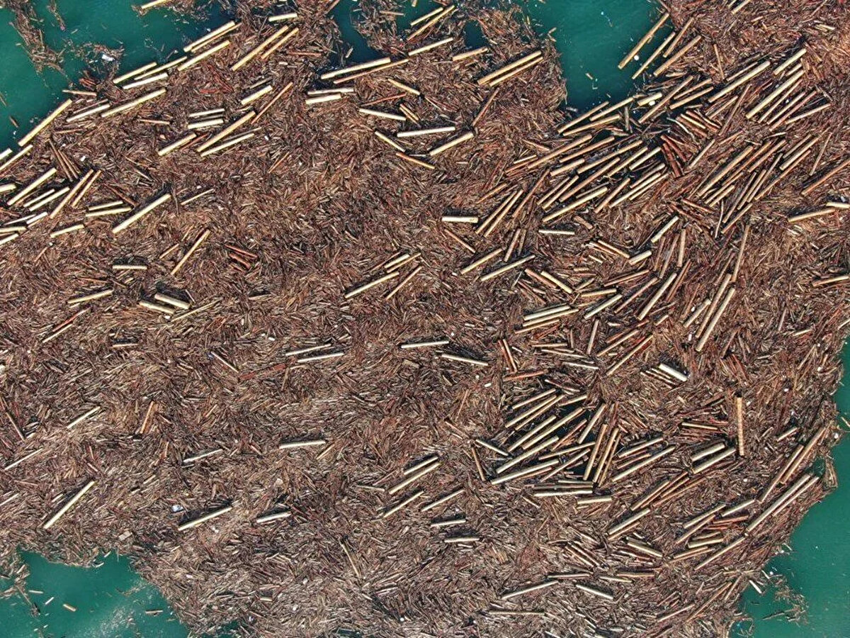 Bölgedeki deniz trafiğini de etkileyen tomruklar karaya yakın bölgelerde akıntıyla birlikte sürüklenmeye devam ediyor. Karaya vuranlar iş makineleri ile kaldırılıyor.