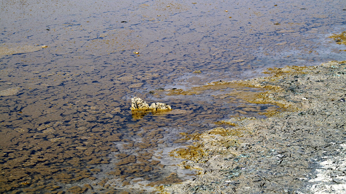 Edinilen bilgilere göre göl ekosistemindeki bu olumsuz değişimlerin Burdur Gölü'ne özgü Burdur dişli sazancık balığının gelecekteki durumu hakkında endişelere yol açtığını ayrıca adı Burdur Gölü ile özdeşleşen Dikkuyruk ördeklerinin de artık gölü terk ettikleri kaydedildi.