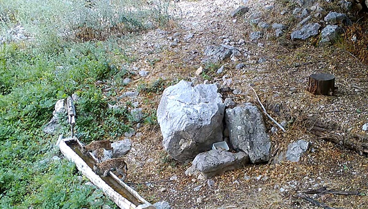 Ülke genelinde elde edilen görüntülerde birçok kuş ve memeli türünün periyodik olarak su içmek amacıyla bu alanları kullandığı görülüyor.
