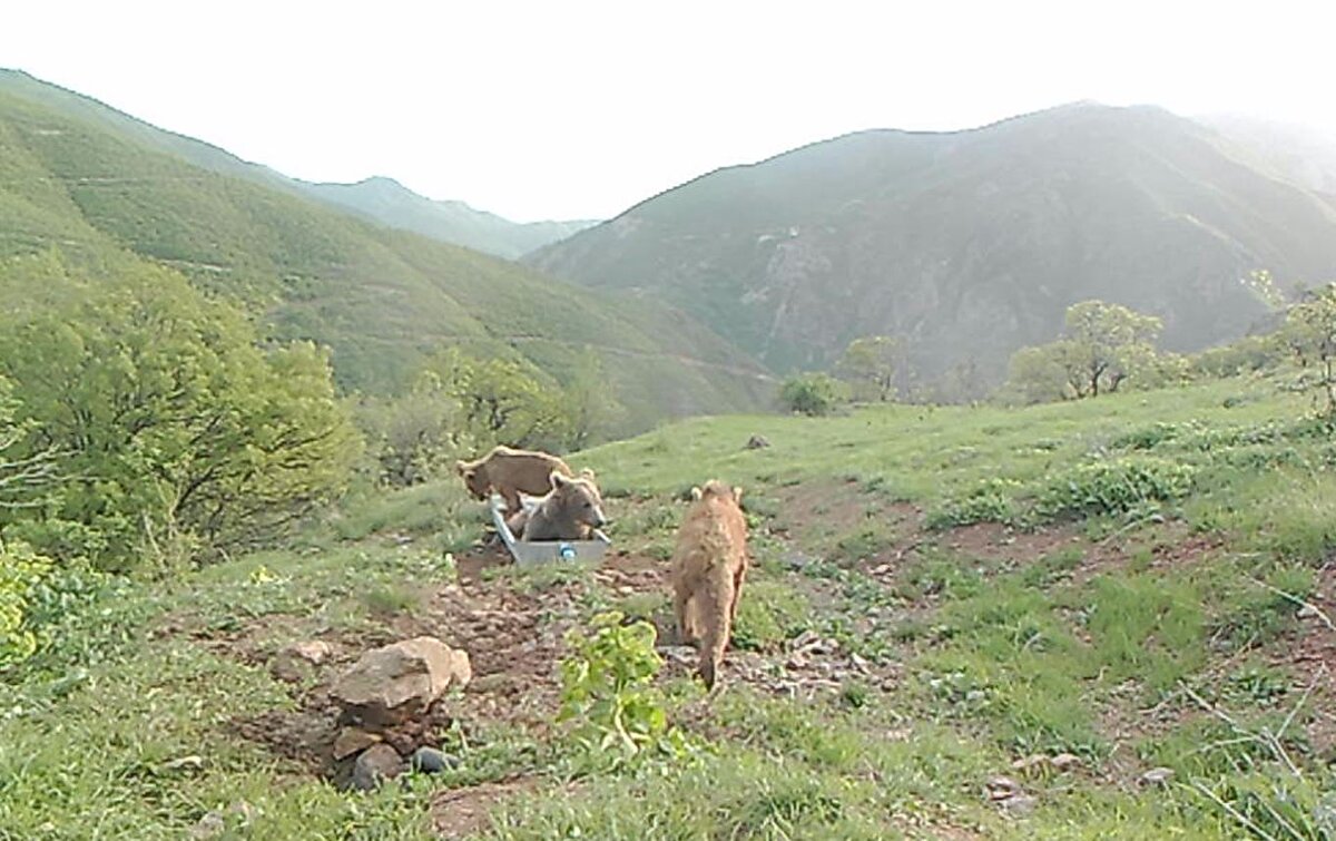 DKMP Genel Müdürlüğü çalışanlarının yaban hayvanlarını korumak için faaliyetleri dört mevsim hız kesmeden devam ediyor.
