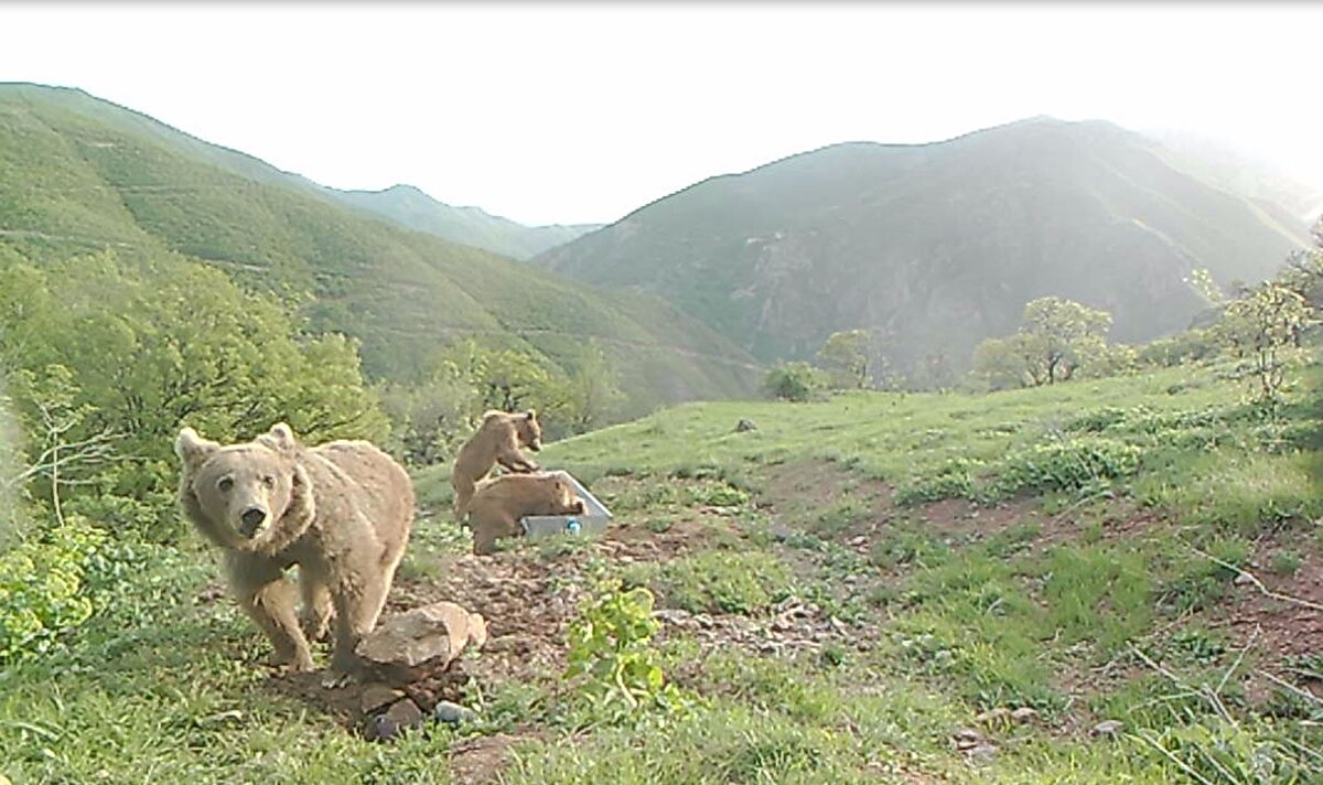 Tarım ve Orman Bakanlığı DKMP Genel Müdürlüğü, mevsim normallerinin üzerinde seyreden yaz sıcağında yaban hayvanlarının su ihtiyacını karşılamak için faaliyetlerini sürdürüyor.

