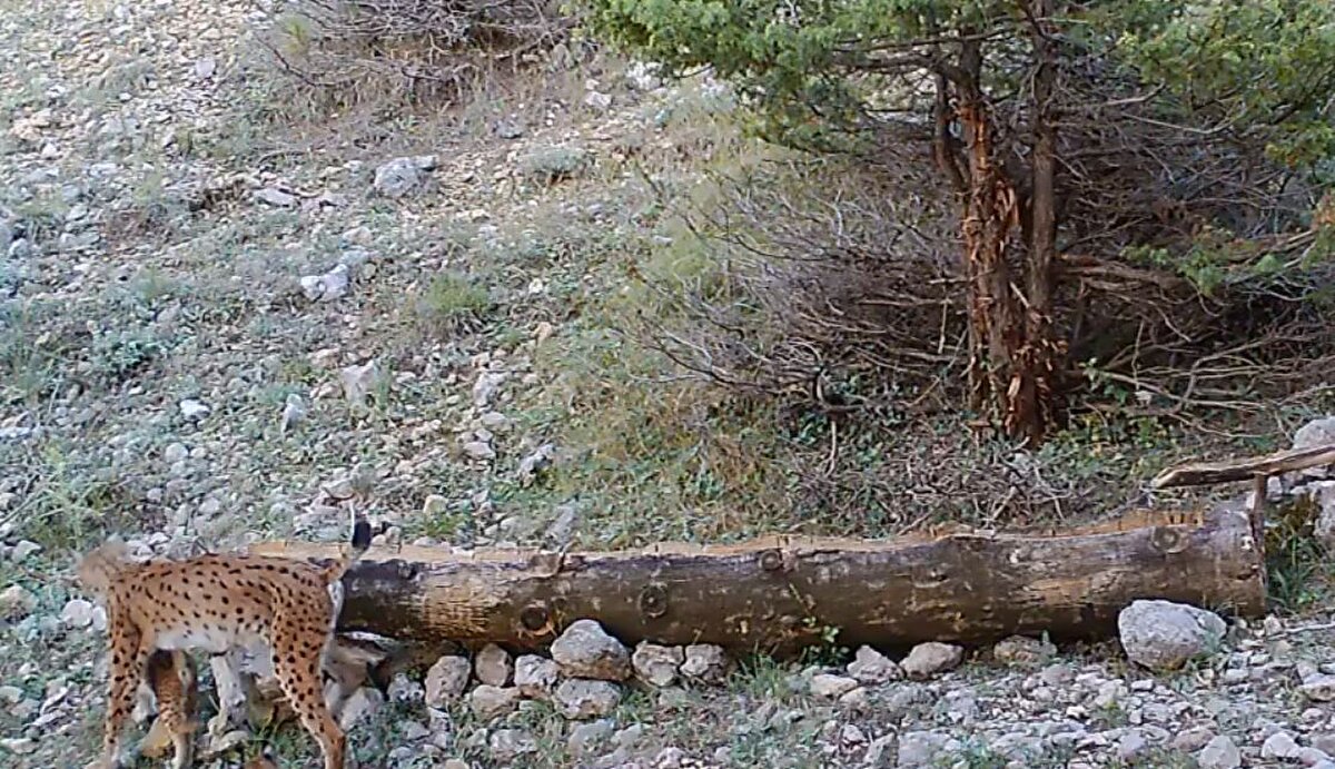Ülkenin birçok yerinde bu tür faaliyetleri gerçekleştiren DKMP Genel Müdürlüğü, yaban hayvanlarının yoğun olduğu ve su sıkıntısı yaşanabilecek alanlarda su yalakları ve bazı alanlarda da bu yalakları besleyen tankerlerle yaban hayvanlarının su ihtiyacını karşılıyor.

