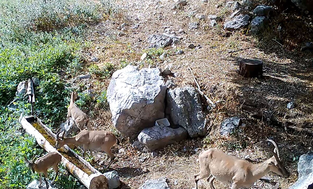 Görüntülerde koruma altında bulunan anne vaşak, ayı ve yavruları da dahil birçok yaban hayvanı su içerek yalaklarda serinliyor.
