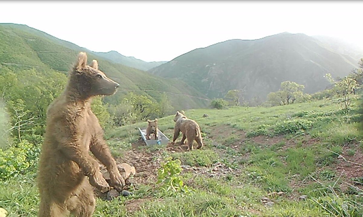 Yavru ayılar ile yavru vaşakların su içtikten sonra adeta yalakların içinde duş alıp oynaması renkli görüntüler oluşturdu.

