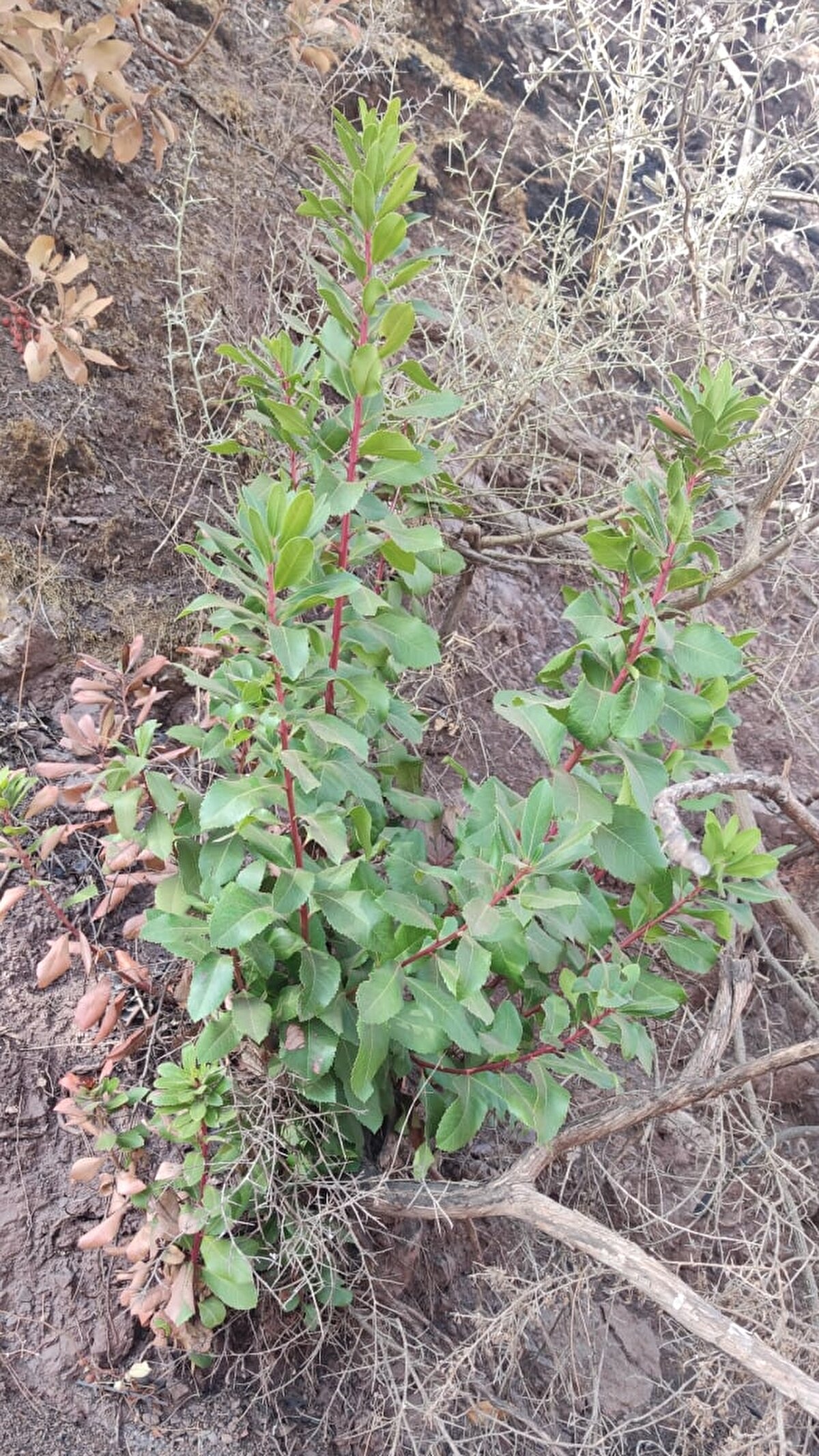 Endemik ve nesli tehlike altında olan bitki türleri açısından zengin bölgede, uzmanlar buldukları tohumları gen bankasında saklamak üzere alırken, ilerleyen günlerde bu tohumların uygun alanlara dikilmesi planlanıyor.

