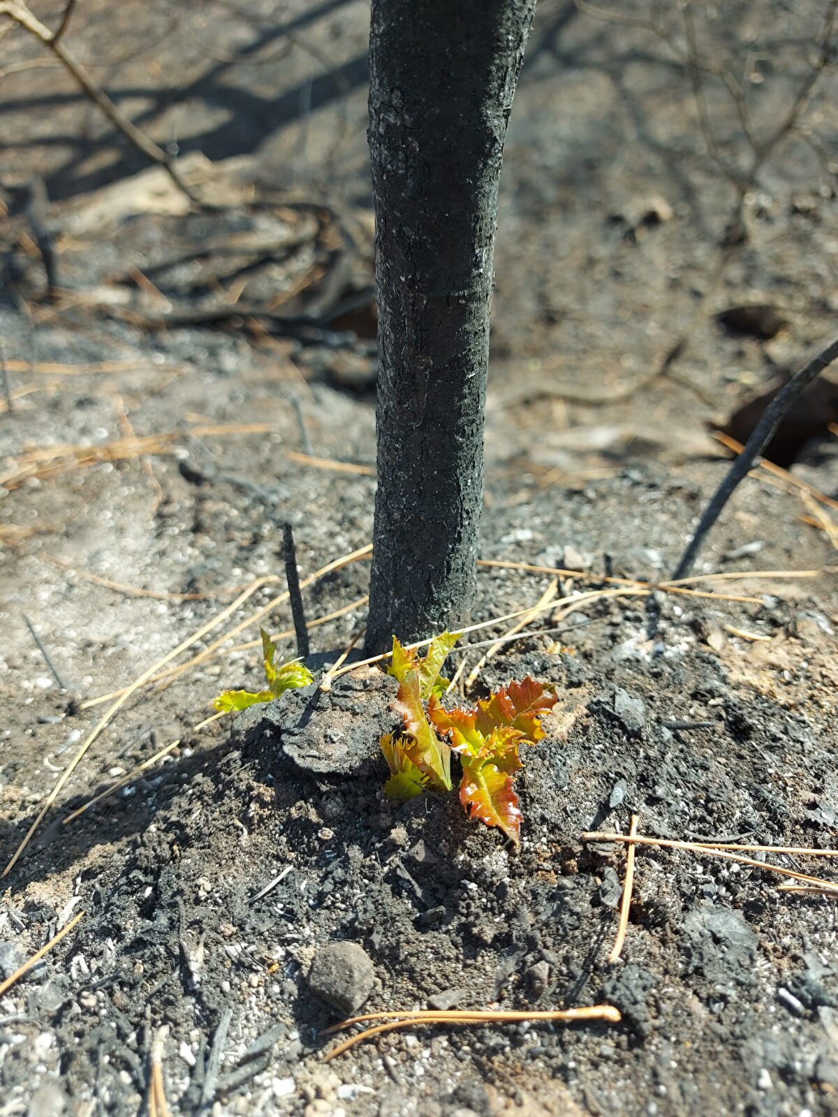 Çevre ve Şehircilik Bakanlığı yetkililerinden edinilen bilgiye göre, çalışmaların ilk sonuçları ışığında biyologlar yanmış bölgelerde; sürüngenlerin, kuşların, karıncaların tekrar yuva yaptığını, makilerin yeşerdiğini, yangından en çok zarar gören kızılçam ağaçlarının kozalaklarının şimdiden açmaya başladığını ve meşelerin bazılarının sürgün verdiğini gözlemledi.

