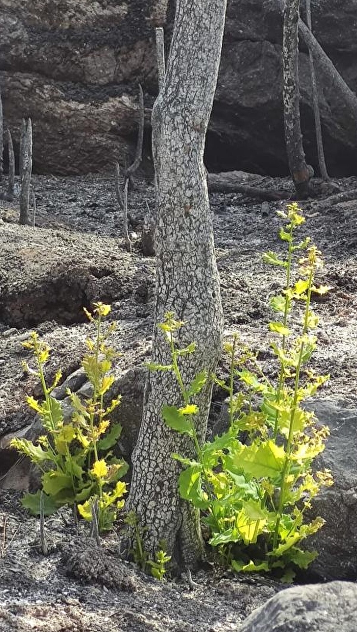Çevre ve Şehircilik Bakanı Murat Kurum'un talimatıyla başlatılan çalışma kapsamında, Bakan Yardımcısı Prof. Dr. Mehmet Emin Birpınar, Tabiat Varlıklarını Koruma Genel Müdürü Mehmet Ali Kahraman, Tabiat Varlıkları Koruma Genel Müdürlüğü Araştırma ve Tescil Daire Başkanı Ümit Turan, Koruma İzleme Daire Başkan Vekili Leyla Akdağ, Hacettepe Üniversitesi Biyoloji Bölümü Ekoloji Anabilim Dalı Öğretim Üyesi Prof. Dr. Çağatay Tavşanoğlu, Ankara Üniversitesi Fen Fakültesi Ekoloji Ana Bilim Dalı Öğretim Üyesi Prof. Dr. Latif Kurt ve alanın uzmanlarının olduğu 10 kişilik bilim heyeti bölgede incelemelerde bulunuyor.

