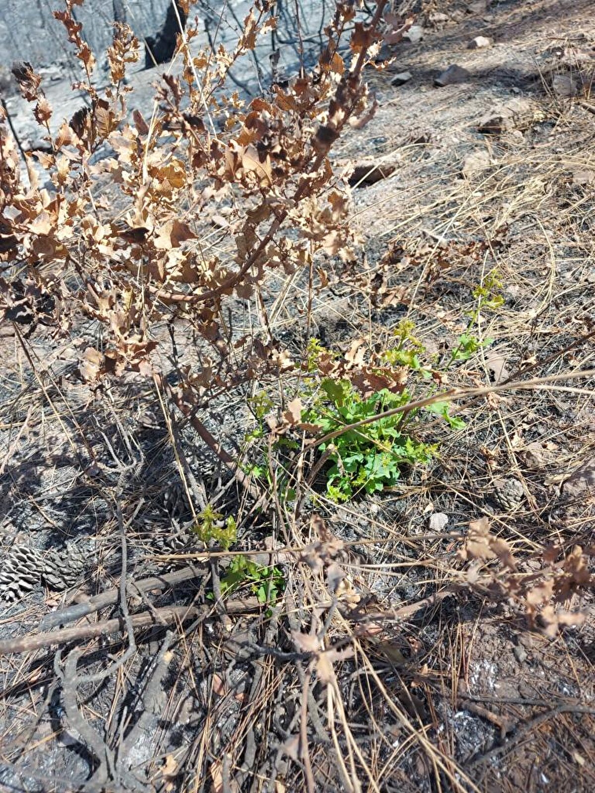 Heyet, yangın bölgesinde gelecek için umut verici hareketliliğin başladığını, bunun gelecek günlerde daha güzel görüntülerle karşılaşmak için bir işaret olduğunu belirtti.

