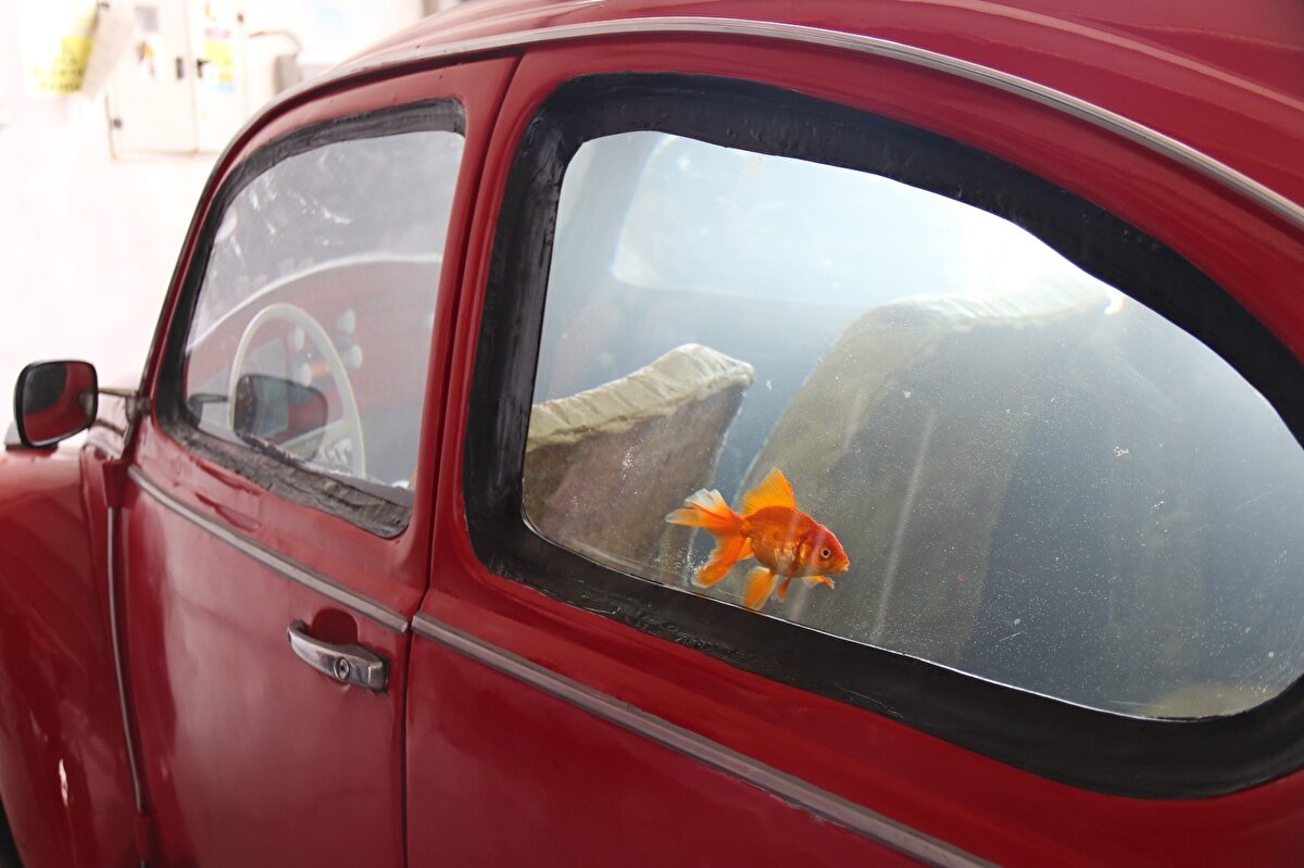 Aracın iç aksesuarları, camları ve elektronik sistemleri suya dayanaklı şekilde hazırlanıp test edilerek birleştirildi. Yaklaşık 3 aylık uğraş sonucunda hazırlanan ilginç akvaryum, ortalama 1 buçuk ton metreküp su kapasitesiyle farklı tür balıklara ev sahipliği yapıyor.