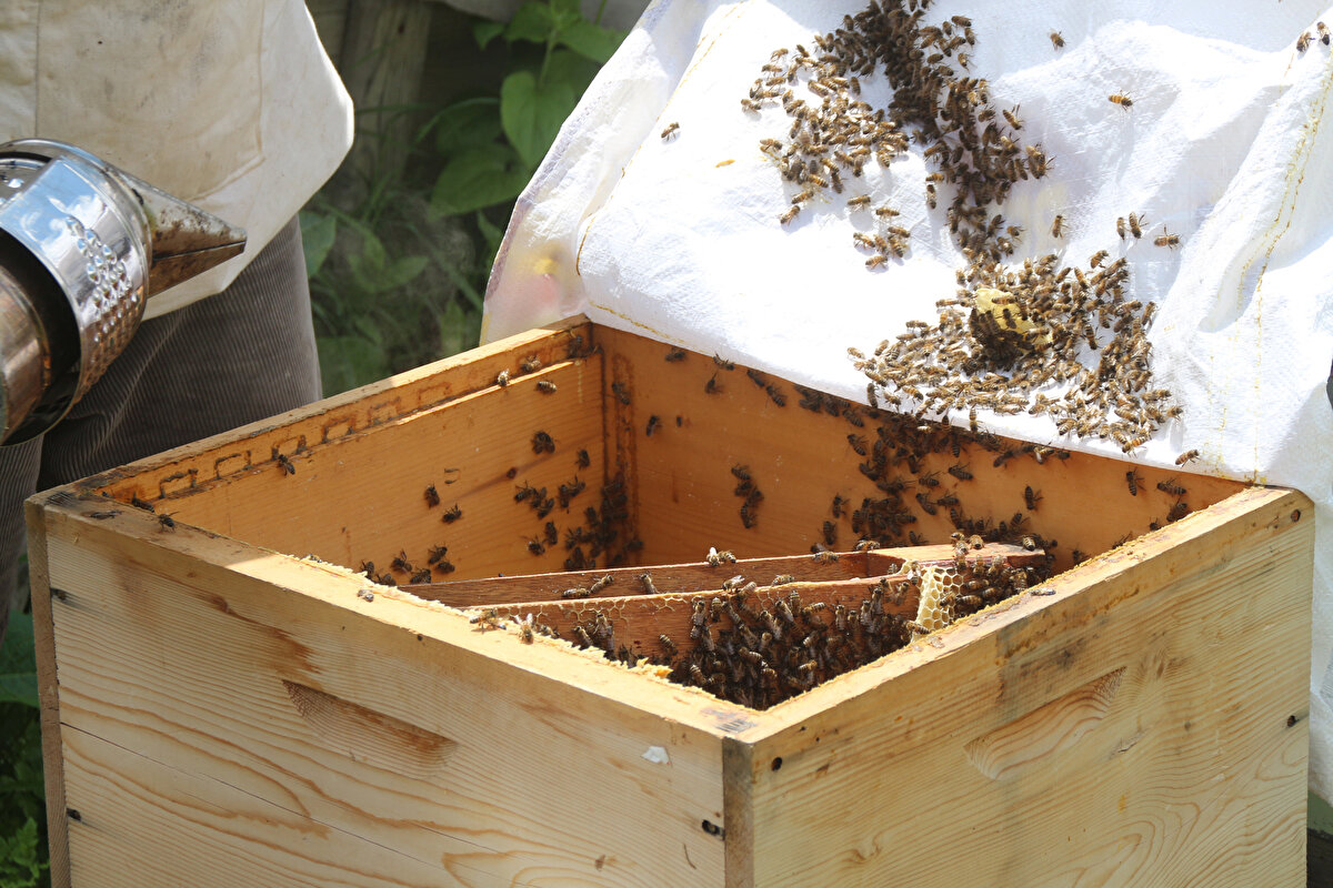 Tahlilden dönen balların öncelikli hastaların talepleri karşılanmak üzere satışına başlanacak.