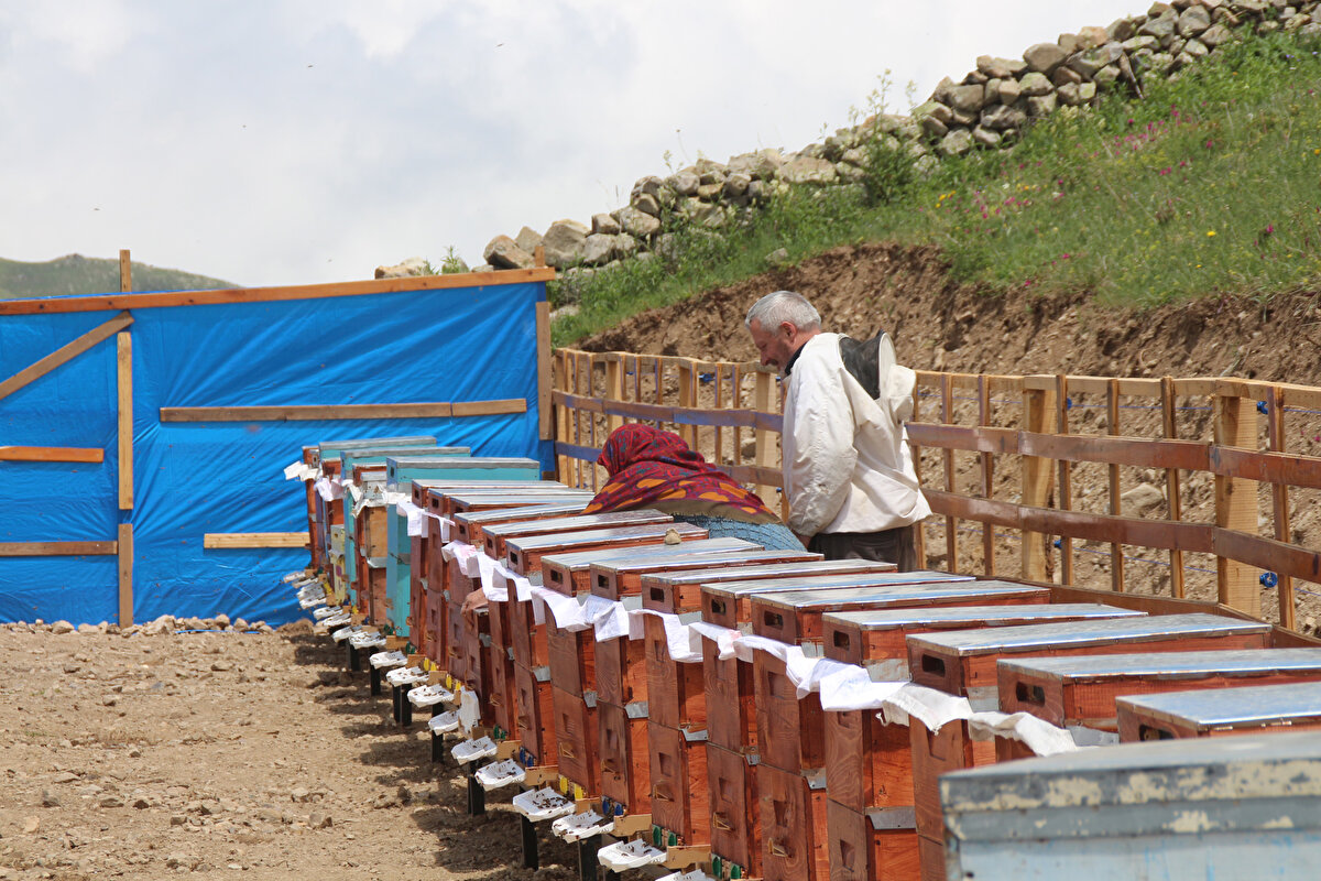 Yaylada arılar, yaz boyu 40'ı endemik 300'e yakın çiçekten oluşan zengin yayla florasından çiçek özü toplayarak, 2 ton 400 kilo bal üretti.