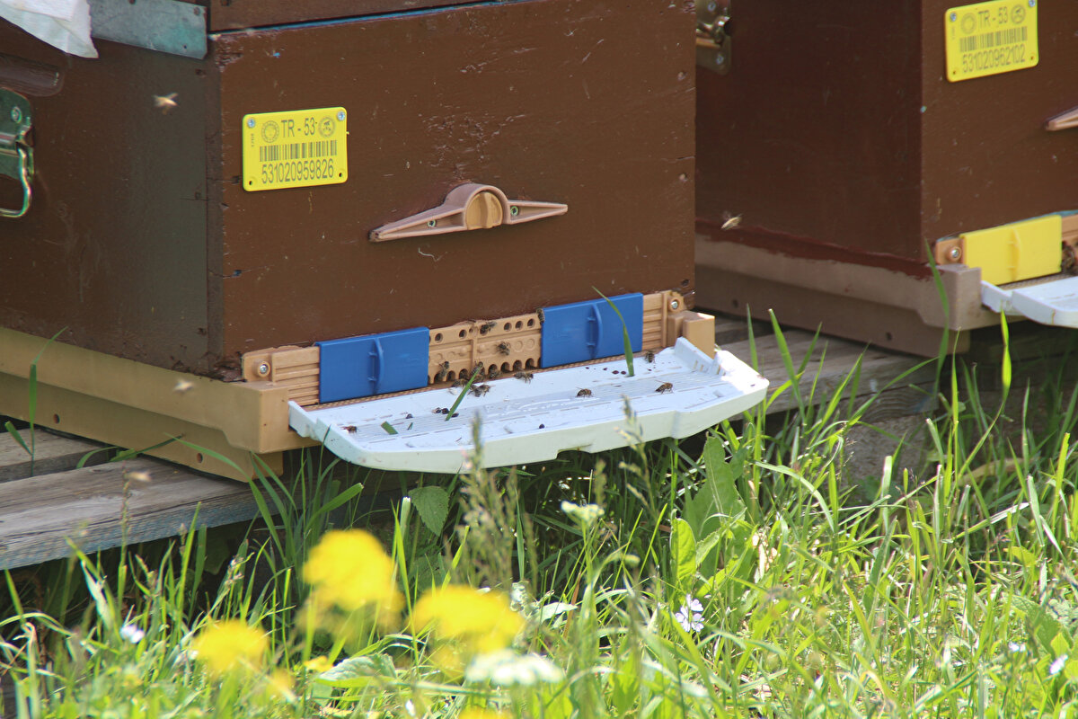 Anzer Ballıköy Tarımsal Kalkınma Kooperatifi Başkanı Osman Civelek, bu yıl iyi sayılabilecek bir bal üretim sezonu geçirdiklerini belirterek, “Yaklaşık 200 ailemiz arıcılıkla iştigal etmektedir. Bizim kooperatifimize 2 bin 400 kilogram bal geldi. Biz bunları aldık Hacettepe Üniversitesi'ne tahlile göndereceğiz. Tahlilden dönerek onaylanan ürünlerimizin de satışını yapacağız. Eylül ayı sonu gibi satışa başlarız. Şu an 1 ton ön siparişimiz var. Biz bunları değerlendirerek ilk önce sipariş veren vatandaşlarımıza ulaştıracağız. Hastalıklı olanların öncelikli kategoride bulundurarak onlara da ballarını ulaştıracağız" diye konuştu.