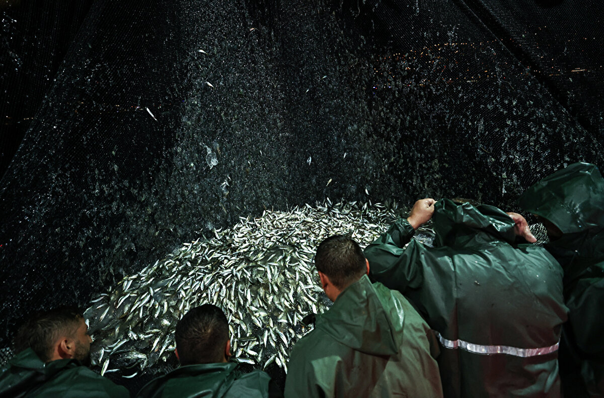 İlk çekilen ağlarda istavrit, mezgit ve çok az tekir olduğunu belirten Balıkçı Hakan Görmüş şunları söyledi: "Şu anda başlangıç olarak çoğunlukla istavrit tutuldu. Tekir balığı geldi, çinekop yok. Lüfer şu an gözükmüyor ama bu 10 günlük süreçte netleştirebiliriz bunu. İstavrit 20,25 lira civarında burada satışı var şu anda. Balıkçıların ve reislerin söylediğine göre bir öngörü olarak bu sene palamut zayıf olacak. Hamsi, istavrit, barbun, tekir bu ürünler mevcut.

