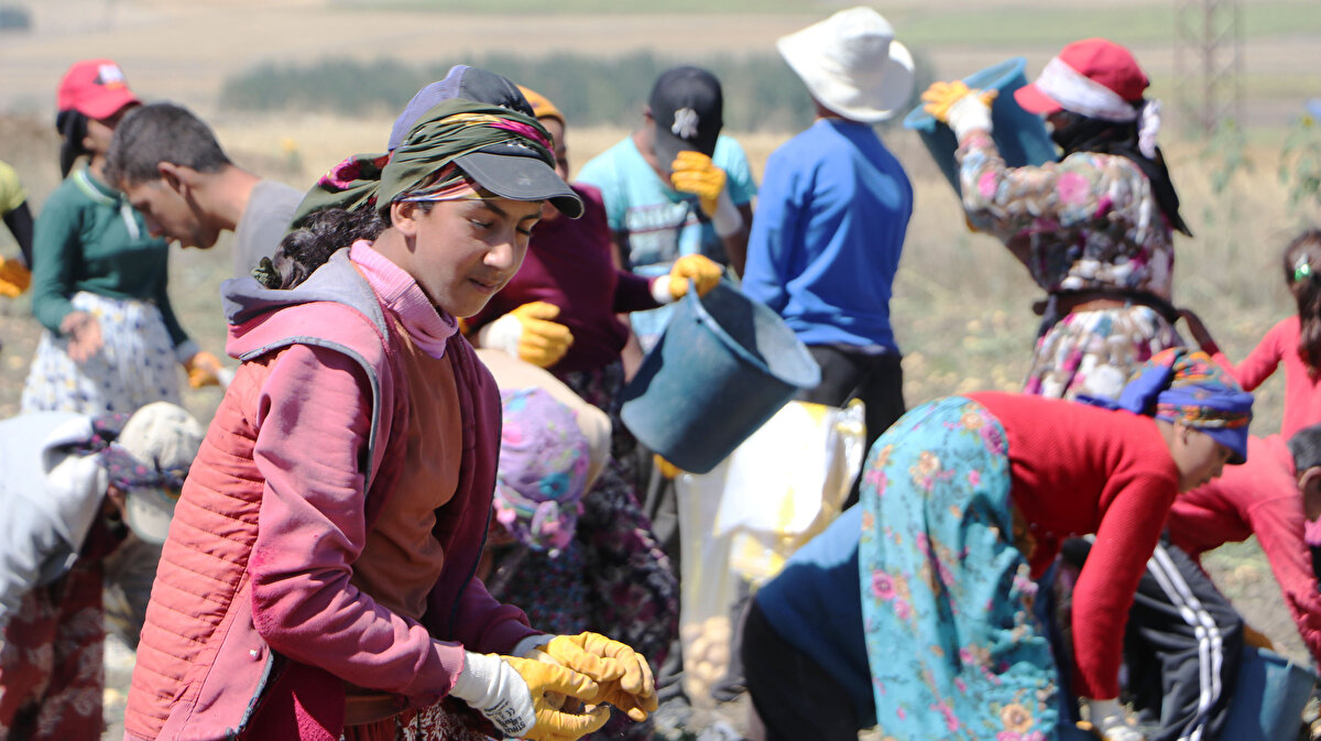 İşte tarlada çalışan öğrenciler;