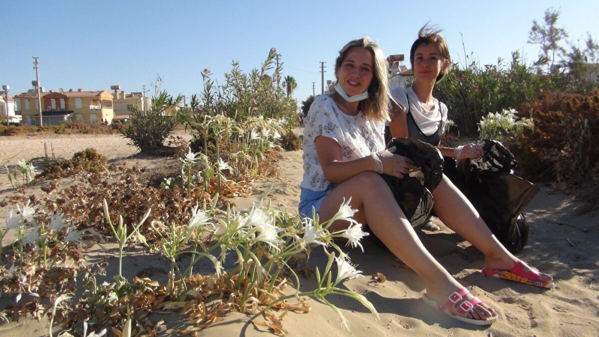Mersin'in silifke ilçesinde 25 kilometrelik uzunluğa sahip kumsalda yetişen ve kumulların oluşmasında ciddi bir öneme sahip kum zambakları, kumun rüzgardan dolayı dağılmasını da engelliyor.
