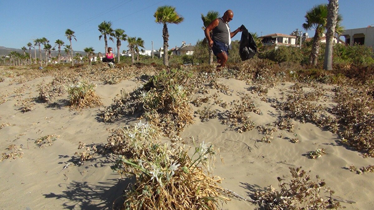 Temmuz ayından başlayarak, ağustos, eylül ve ekim ayının sonuna kadar bu bitkilerin çiçek açtığını ve neslinin tükenmekte olduğunu belirten Altunok, "Kumulların oluşmasında ciddi öneme sahip olan kum zambağı, kumun rüzgardan dolayı dağılmasını da engelliyor. Zambaklar yerden itibaren yaklaşık 40 veya 45 santimde olabiliyor. 3 ila 5 arasında çiçek veriyor” diye konuştu.
