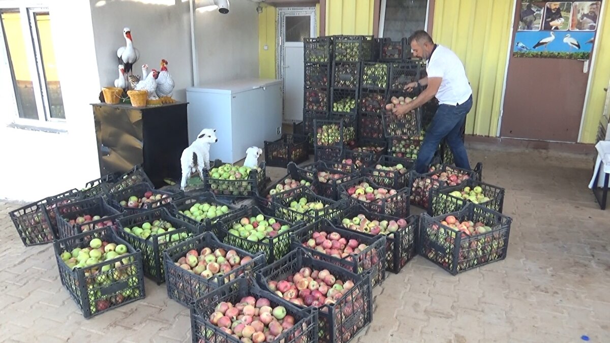 Diyarbakırlı iş adamı Mehmet Yüksel, Elazığ'ın Maden ilçesine bağlı Plajköy mevkiinde kurduğu Huzur Çiftliğinde 7 bin 500 elma fidanı dikti. Dikilen elma fidanlarından yaklaşık 30 ton elma toplanırken, satış için zincir marketler ve komisyoncularla temasa geçen Yüksel, 1 lira fiyat verilmesi üzerine duruma tepki gösterdi.