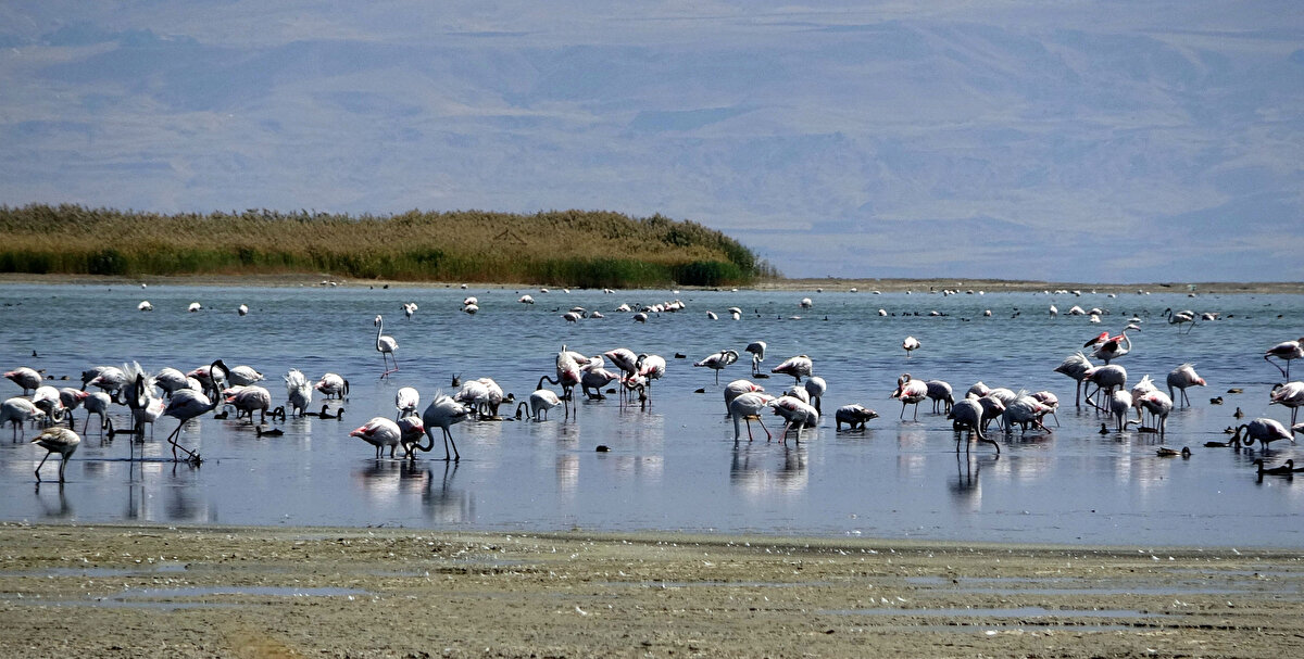 Çevredekilerle konuştuklarında son 80 yıldır böyle bir çekilme olmadığını söyleyen Akkuş, "Şu anki su seviyesinin 150 metre üzerine çıktığı olmuş. Van il merkezi, Erciş ilçe merkezi sular altında kalmış. Son 6 bin yıldır su seviyesi bu şekilde iklime bağlı olarak alçalıp yükseliyor. Diliyoruz ki bu alçalma daha da devam etmesin" diye konuştu.