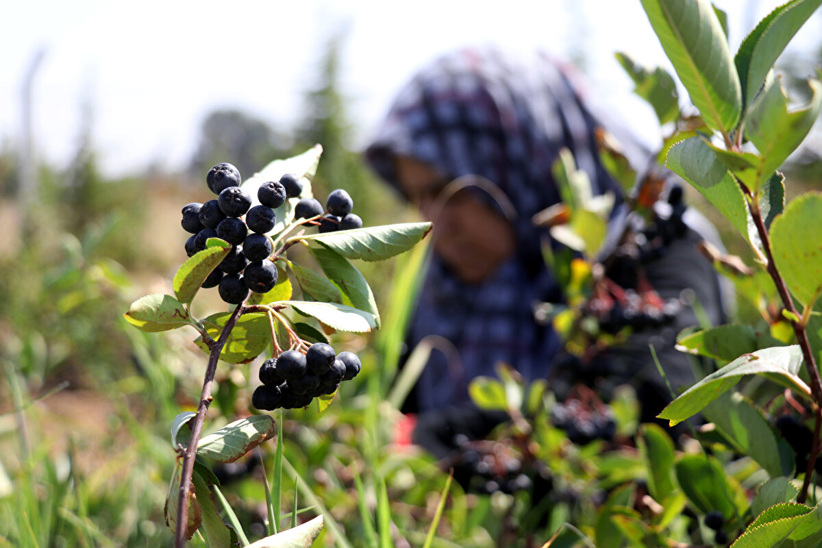 Türkiye'de meyvenin yeni yeni tanınmaya başladığını dile getiren Tosun, Avrupa ülkelerinde, ABD'de, Rusya'da ve Balkan ülkelerinde çok ciddi miktarda yetiştirilerek tüketildiğini anlattı. Meyvenin insan sağlına olumlu etkilerini anımsatan Tosun, şöyle devam etti: