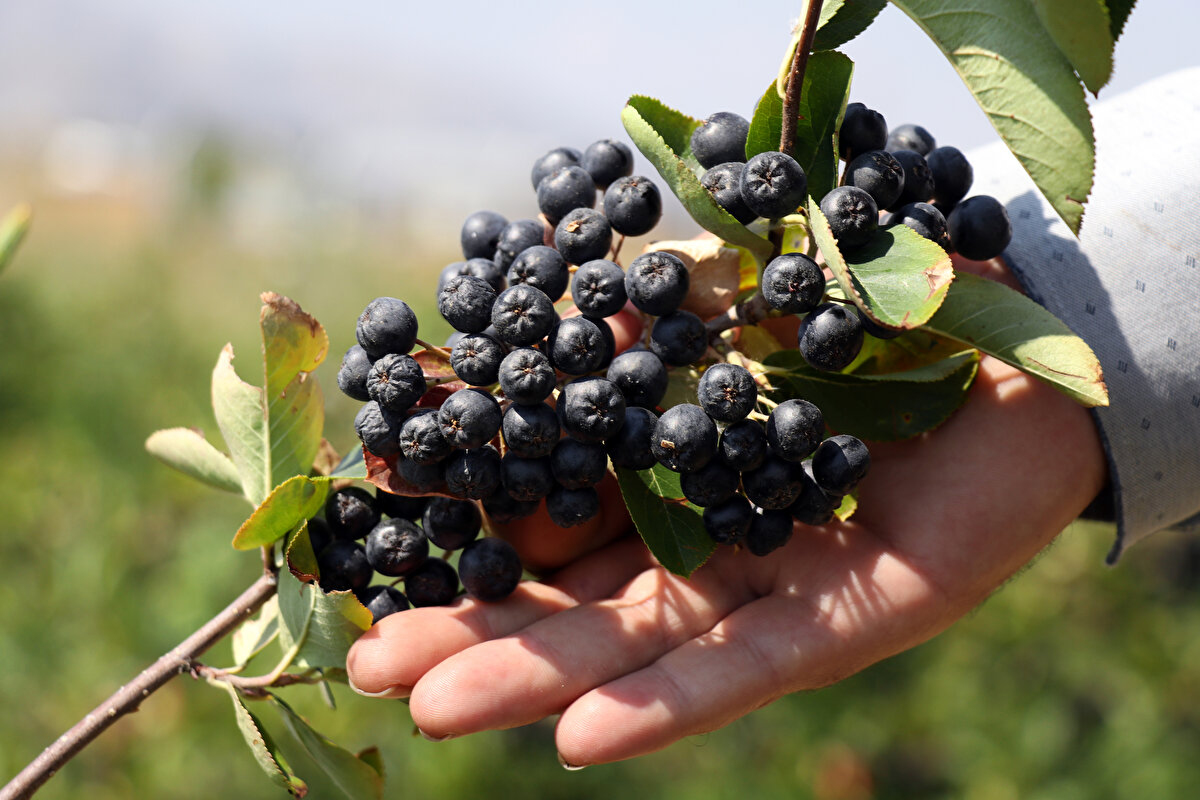 Taleplere yetişemez duruma gelen ve fidan sayısını 1200'e çıkaran Tosun, 20 yıldır özel sektörde yaptığı inşaat malzemeleri satıcılığı işini de bırakarak geçimini aronya bahçesinden sağlamaya başladı.