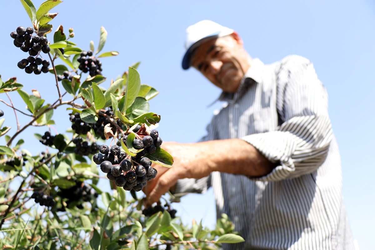 Ukrayna'dan 200 fidan getiren Tosun, Sarayönü ilçesinin Kurşunlu Mahallesi'nde 6 dekarlık alana bahçe kurdu. Tıbbi tedavisi devam ederken meyveyi de tüketmeye başlayan eşi sağlığına kavuştuktan sonra Tosun, bahçeyi büyütme kararı aldı.