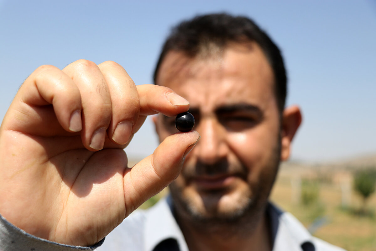 "Aronya yetiştiricileri, dekar başına Türkiye'de yetiştirilen diğer bitkilerin tamamından daha yüksek gelir sağlıyor. Şu anda kilosunun perakende satış fiyatı, yaş olarak 120 lira, kurusu ise 380 lira. Biz dört kişilik bir aileyiz ve yıllık geçimimizi çok rahat bir şekilde tamamen aronyadan sağlıyoruz. Aynı zamanda bunun sirkesini, reçelini de üretiyoruz. Dondurulmuş olarak da satıyoruz. Altıncı yılımızda bu sene bitki başına verimimiz 4 kilo civarında. Toplamda 5 ton meyve çıkacak."