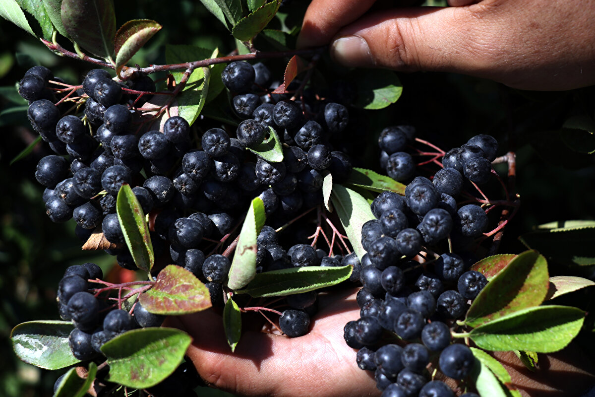Tosun, 6 yıl önce eşi geniz kanserine yakalanınca, antioksidan açısından zengin, mor üzümsü çalı meyvesi olan aronyanın sağlığa faydalarını öğrendi.