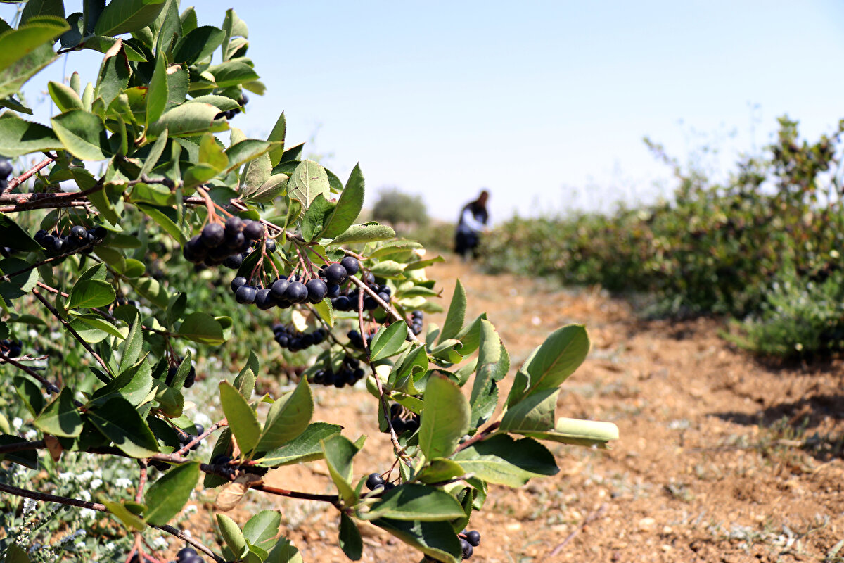 "İçerdiği antioksidan, antosiyanin ve fenollerle bu meyve insan sağlığına iyi geldiği belirtiliyor. Özellikle son yıllarda yaşadığımız pandemi nedeniyle insanların bağışıklık sistemine ve sağlığa verdiği önemle bu meyve ön plana çıktı. Aronya bir sağlık meyvesi. Bizim keyif aldığımız kiraz, kayısı gibi keyif alarak yediğimiz meyvelerin dışında kekremsi, ağızda burukluk bırakan bir tada sahip. Aronya, antioksidan şampiyonu diyebileceğimiz en yüksek antioksidan derecesine sahip olan meyvedir."