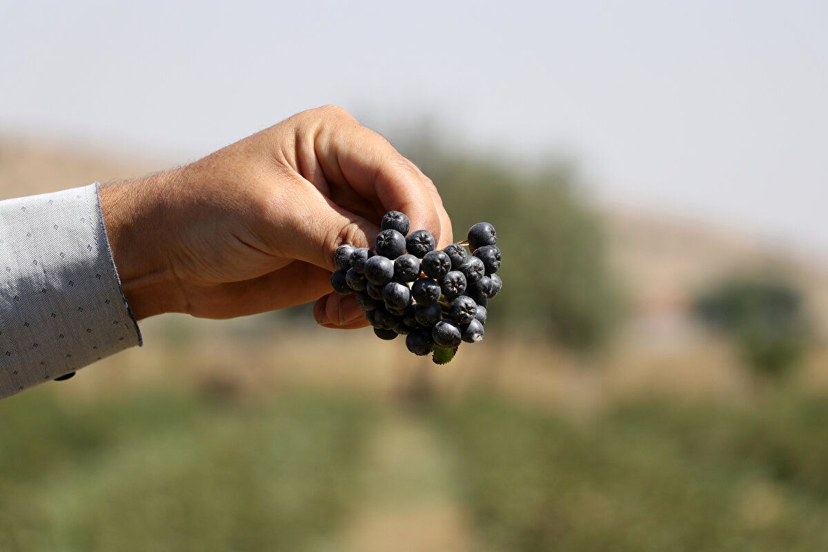 Küçük ölçekli bir bahçede üretim yapmasına rağmen gelirinin gayet iyi olduğuna dikkati çeken Tosun, şöyle konuştu: