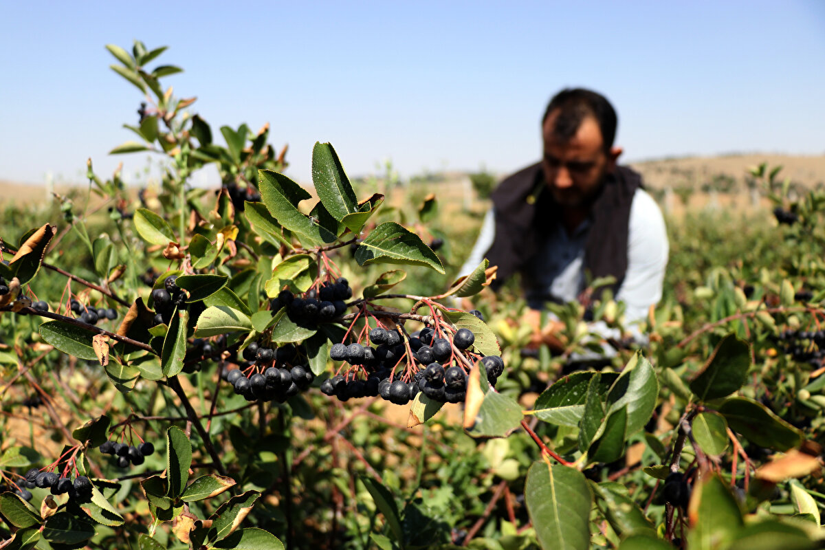 Tosun, aronya ile eşinin sağlık sorunları nedeniyle tanıştıklarını söyledi. Yaklaşık 6 yıl önce bahçeyi oluşturduklarını ifade eden Tosun, "Hem kendimiz tüketiyoruz hem de ihtiyacı olan insanlara meyveyi sunuyoruz." dedi.