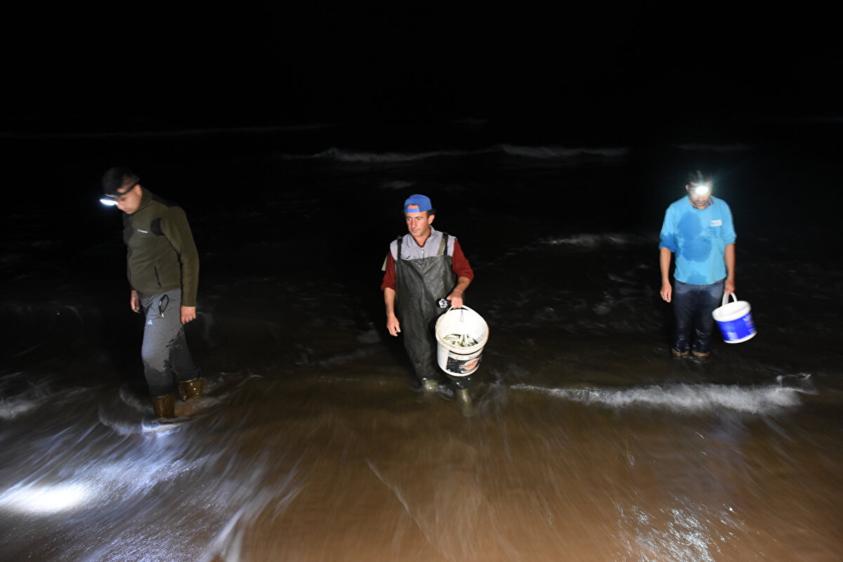 Vatandaşlardan Ramazan Şen, poyraz esmesi nedeniyle deniz suyunun soğuduğunu ve 2 akşamdır ciddi bir balık akını olduğunu söyledi.

Şen, "Ben de bu akşam yaklaşık 40 kilo balık topladım. Kendim denizciyim ama şimdiye kadar böyle bir şey görmedim. Büyüklerimiz 20 yıl önce böyle bir şey olduğunu söylüyor ama bu kadar da değilmiş. Bu akşam yüzlerce kişi balığa doydu." dedi.