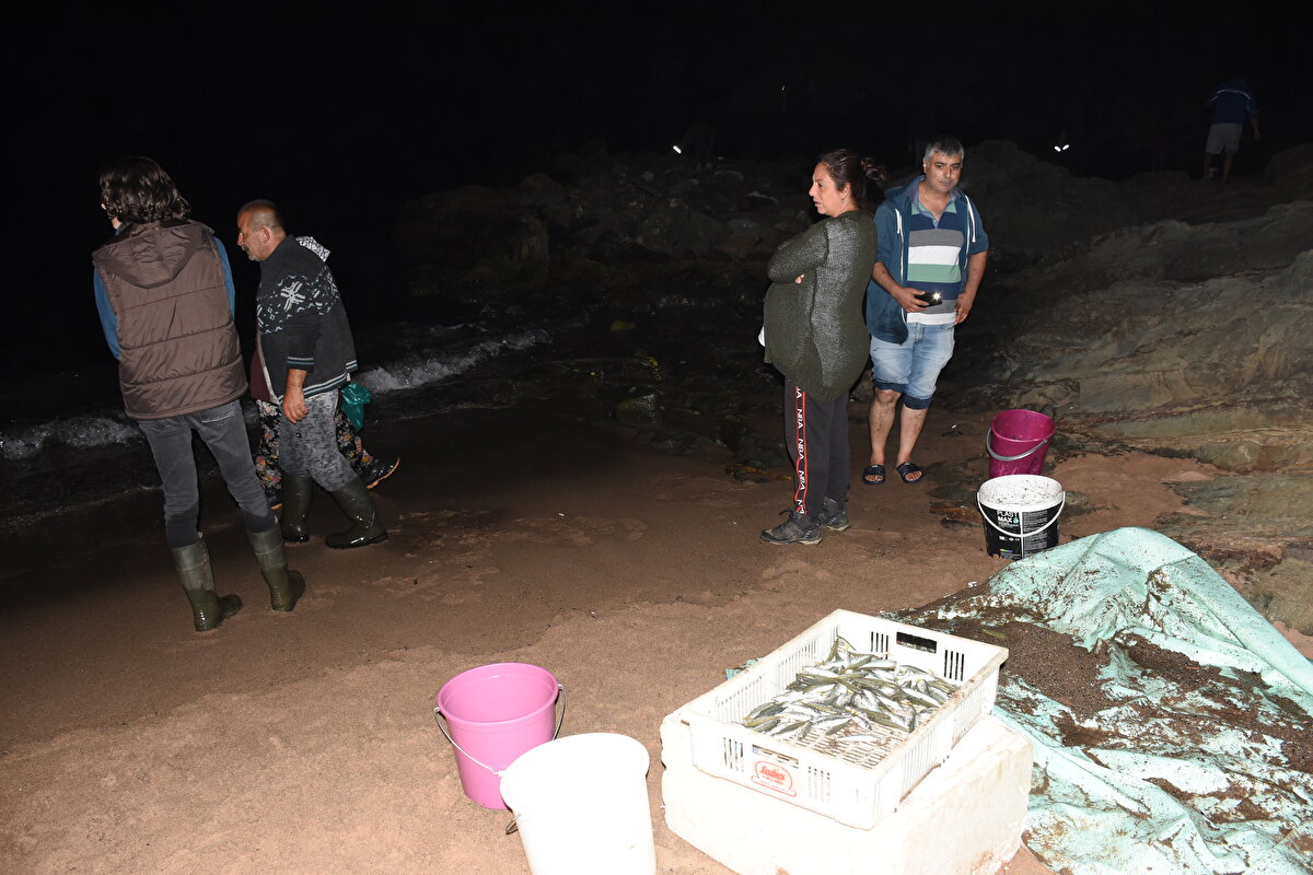 Kadını erkeği çok sayıda vatandaşın ellerinde fenerlerle kıyıda biriken balıkları topladığı anlar ilginç görüntü oluşturdu.
