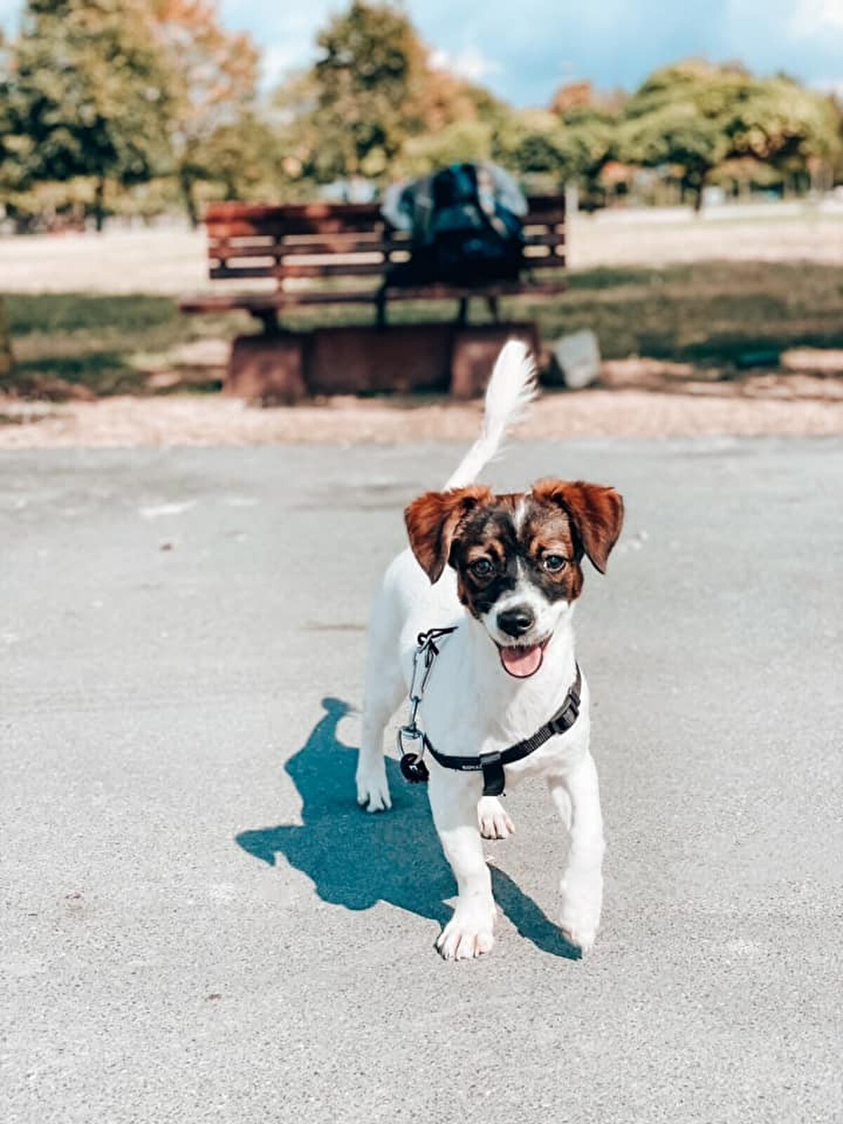 Bu arada genç gezgin Havlova, yolculuğu sırasında Bulgaristan'ın Svilengrad kasabasından geçerken karşılaştığı sahipsiz yavru köpeği de sahiplenmeye karar verdi. Nicolette Havlova, yürüyüşün son 250 kilometrelik kısmında kucağında taşıdığı köpeğe Svili adını verdi. Havlova, Türkiye'ye girdikten sonra Edirne'deki bir veterinerde tüm aşılarını yaptırdığı köpeğin kendisi için verilmiş bir armağan olduğunu söyledi.