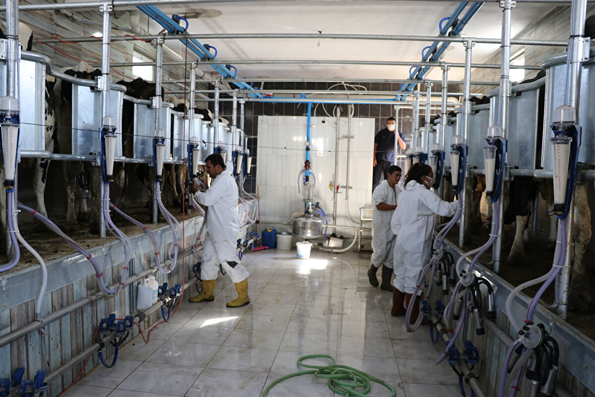 Hayvancılıkla uğraşan bir aileden gelen Tuğrul, eğitimi süresince özellikle Almanya ve Hollanda'da ziyaret ettiği modern çiftliklerden etkilenerek memleketinde de bu tarz bir işletme kurmak istedi.