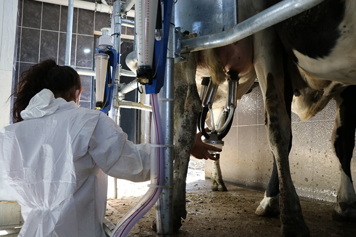 Ülkesine döndüğünde Kaynarca köyü yakınlarına yaklaşık 1 milyon 200 bin lirası hibe olmak üzere 7,5 milyon liraya "genomik damızlık düve ve süt çiftliği" kuran Tuğrul, modern hayvancılık yapmaya başladı.