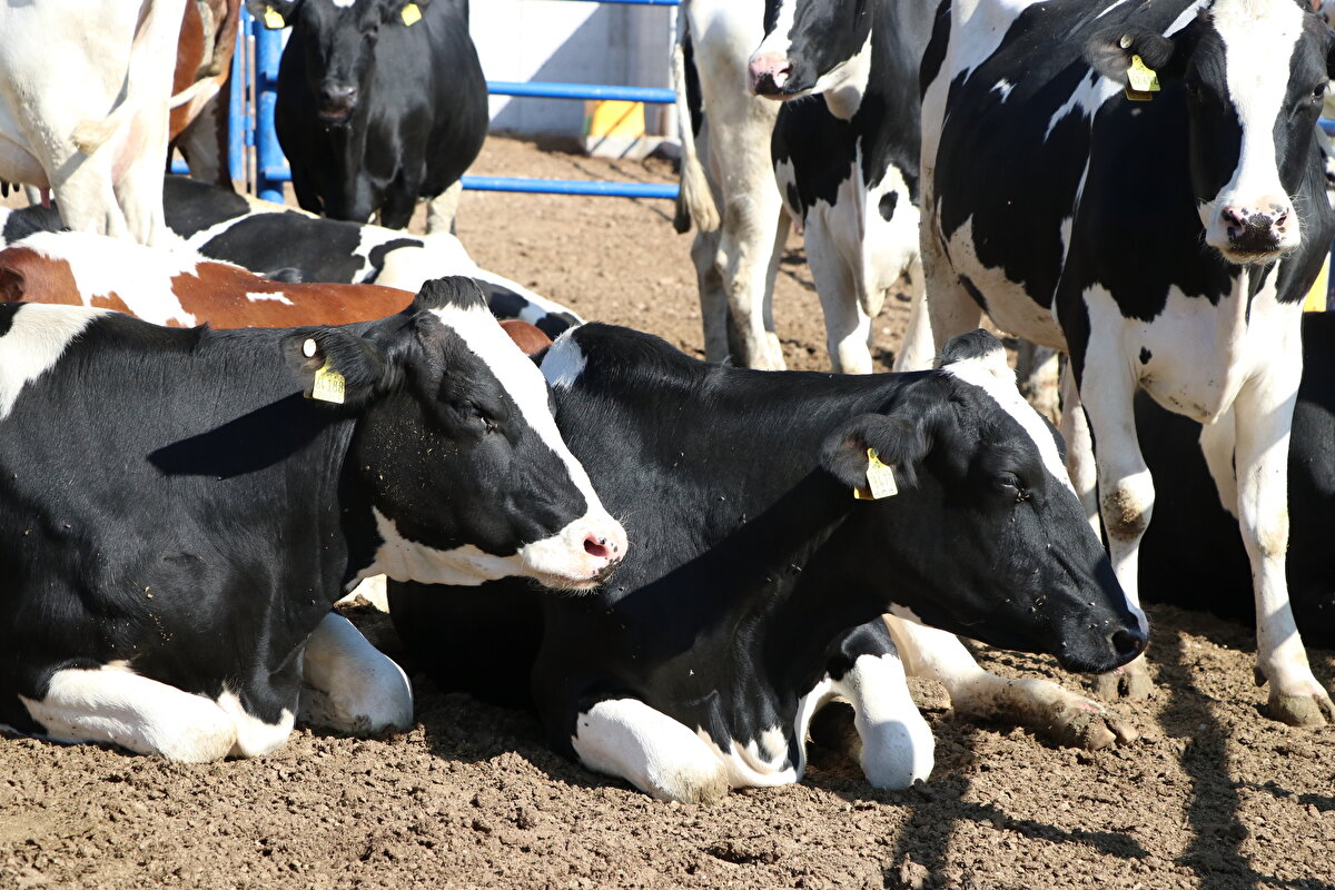 Niğde Ömer Halisdemir Üniversitesi Yapı Denetimleri Ön Lisans Programından mezun olan Gökhan Tuğrul (26), inşaat mühendisliği okumak için 2016 yılında Macaristan'a gitti.