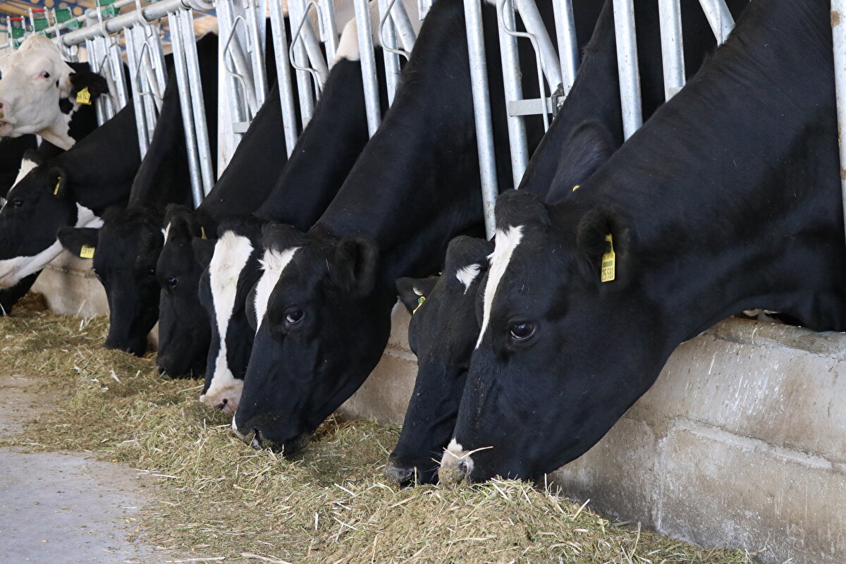 Bunun yanında hastalıklardan arilik belgesine başvurduk. İşletmemizi Avrupa standartlarında yaptık. Arilik sertifikasının ilk aşamasını geçtik, ikinci aşamasındayız. Ortalama 100 baş sağılır hayvanımız var. Günlük 3 bin 300 - 3 bin 500 litre süt verimimiz var."