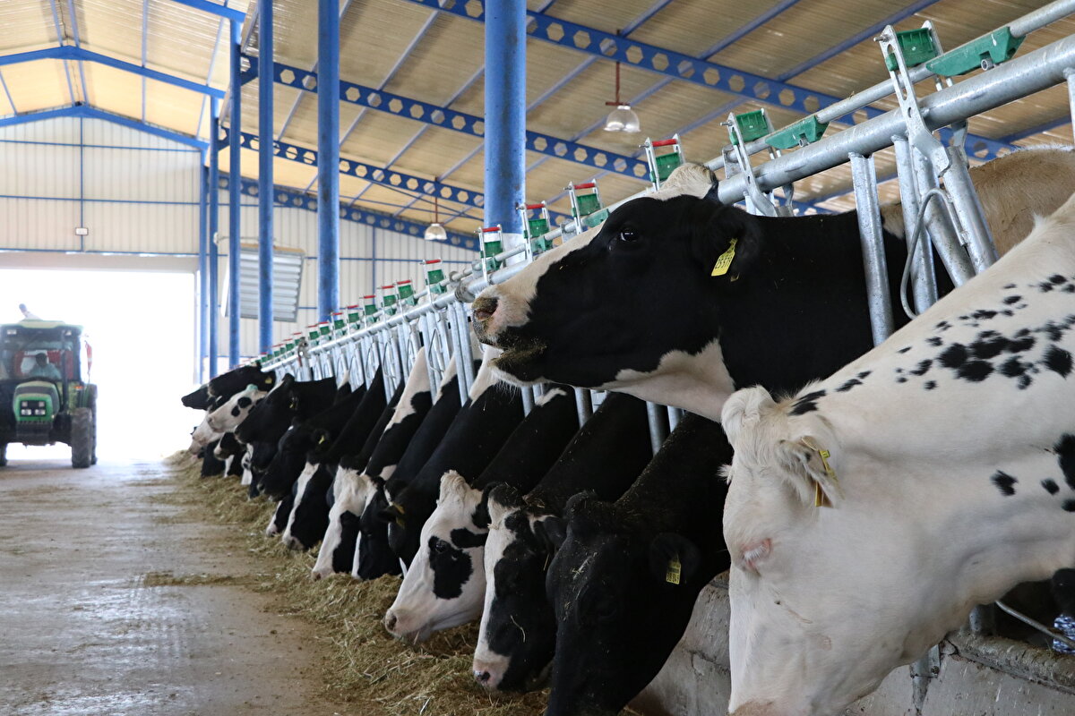 Tuğrul, özel seçtikleri hayvanları getirttiklerini anlatarak, şunları kaydetti:
"Almanya'dan 100 yıllık hayvan kütüklerinin tutularak annesinin doğurganlık durumu, onun annesinin süt verimi durumu, yaşam süreleri gibi resmi verilere dayanarak hayvan getirdik. İşletmemizde şu an 198 genomik hayvan mevcut.