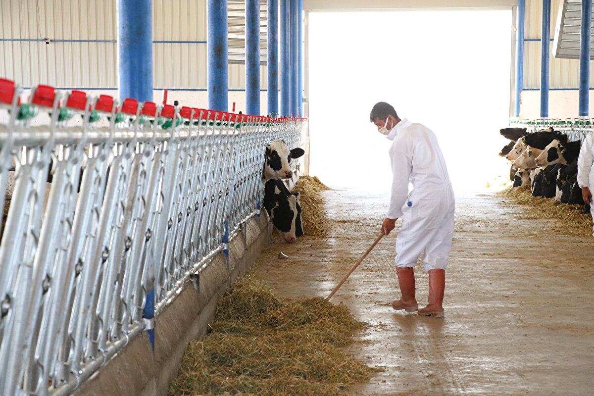 Tuğrul, hayvanların aşılarının ve bakımlarının düzenli yapıldığını, düve satışlarının yaklaşık 5 yıl sonra başlayacağını bildirdi.
