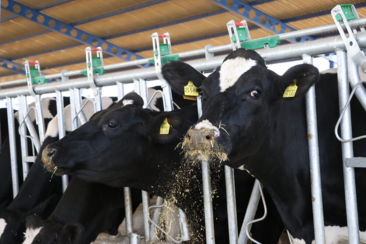 Çiftlikte hayvanlara her an müdahale edebilecek sağlık ekibinin hazır bulunduğunu aktaran Tuğrul, hayvanın günlük ihtiyacı olan tüketimin özel belirlendiğini, yonca, arpa, buğday, mısır silajı gibi kaba yemi kendilerinin ürettiğini ifade etti.

