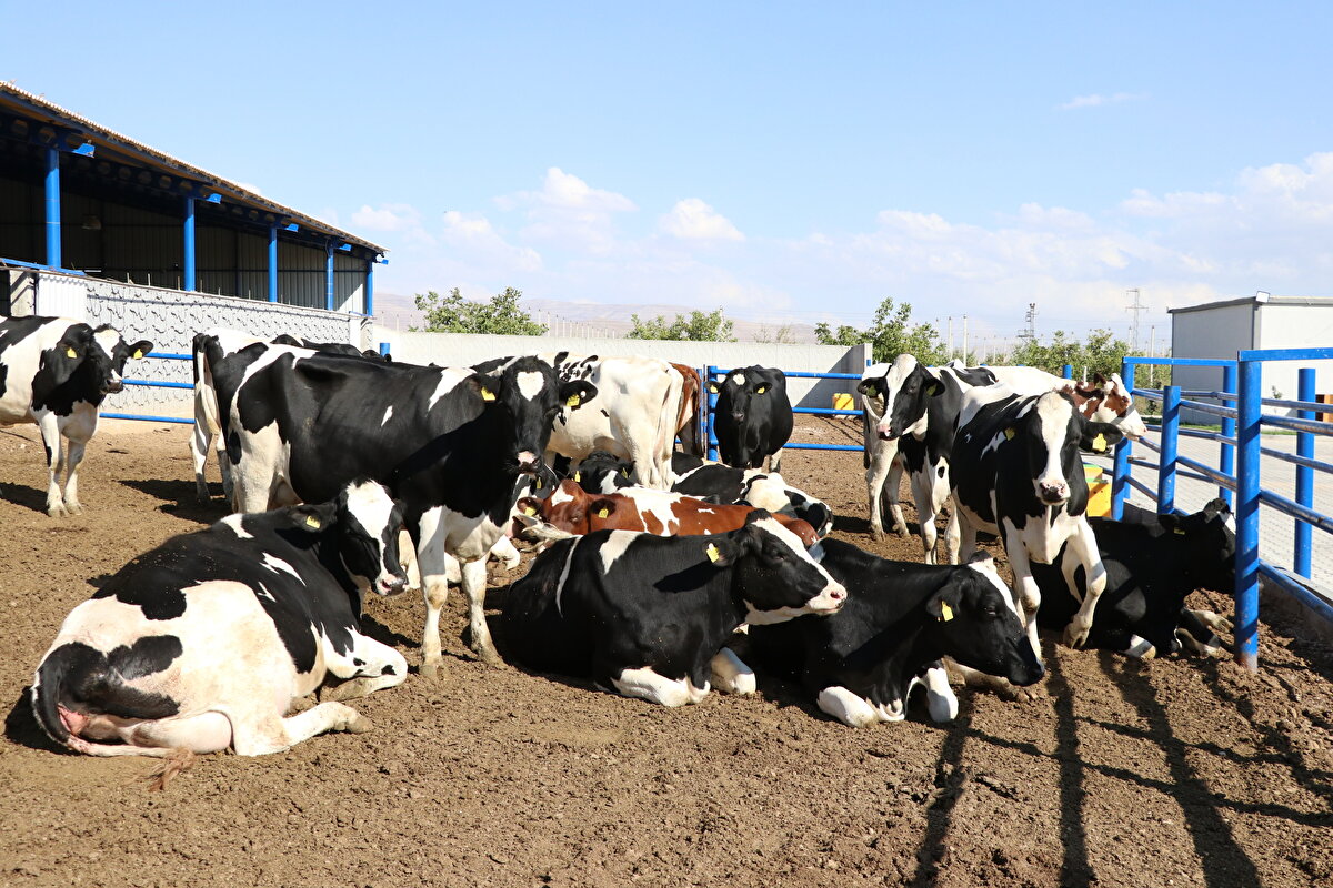 Niğde'de yaşayan genç girişimci Gökhan Tuğrul devlet desteğiyle kurduğu çiftlikte, Almanya'dan getirttiği yüz yıllık soy kütüğüne sahip hayvanlarla üretime katkı sağlıyor.
