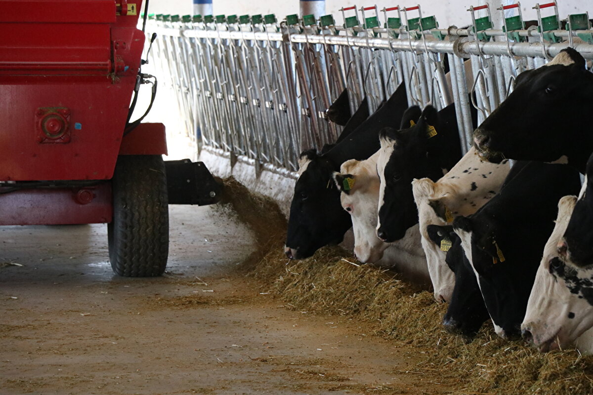 Hayvanın gen yapısının değerlendirilerek doğurganlık durumu, süt verimi ve yaşam süresi gibi etkenlerin önceden bilinmesi ve daha kaliteli, verimli ve bilinçli hayvancılık yapılmasının genomik hayvancılık olarak nitelendirildiğini belirten Tuğrul, amaçlarının kaliteli üretim yapmak olduğunu vurguladı.
