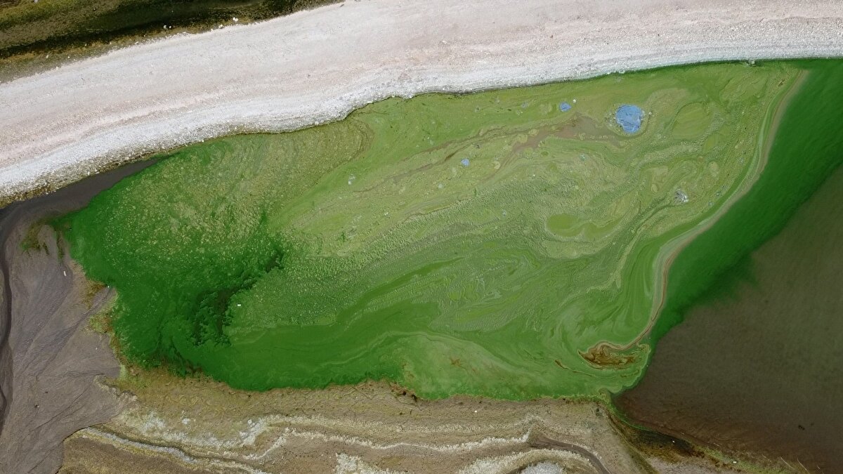 Adıyaman'da Atatürk Barajı göletinin bir kısmı yeşil renge büründü.
