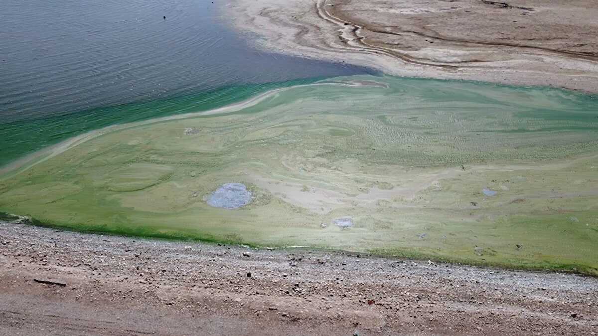 Ötrofikasyonun kalan tabaka olması, suyunda durgun olmasından dolayı canlılara zarar verebilmektedir” dedi.
