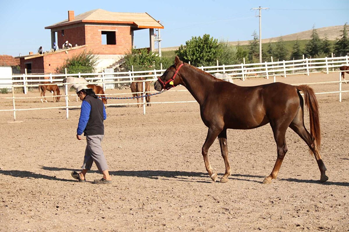 Çiftliklerde antrenmanları yaptırılan taylar, yaşı ve gerekli hazırlıkları tamamlandıktan sonra hipodroma çıkarılıyor. Turbo, Anka ve Ayabakan gibi şampiyon atların taylarını yarışlara hazırladıklarını söyleyen at yetiştiricisi Yenel Kaya, her yıl sadece Mahmudiye’den sahalara ortalama 500-600 tay gönderildiğini vurguladı.
