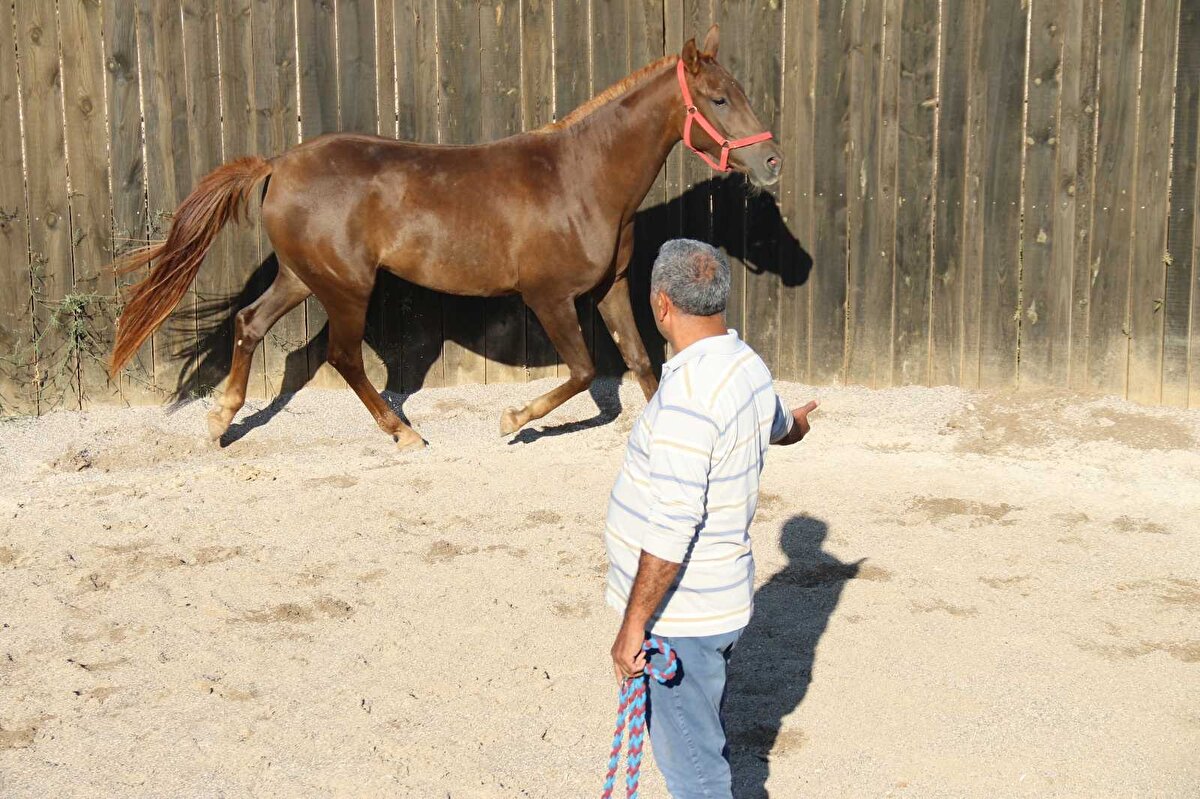 Fiyatlar ortalama 800-900 bin liradan başlayabilir. Mesela şampiyon Turbo’nun tayları 800-900 bin liradan satılır. Geçen sene bu fiyatlara yakın satıldı.


