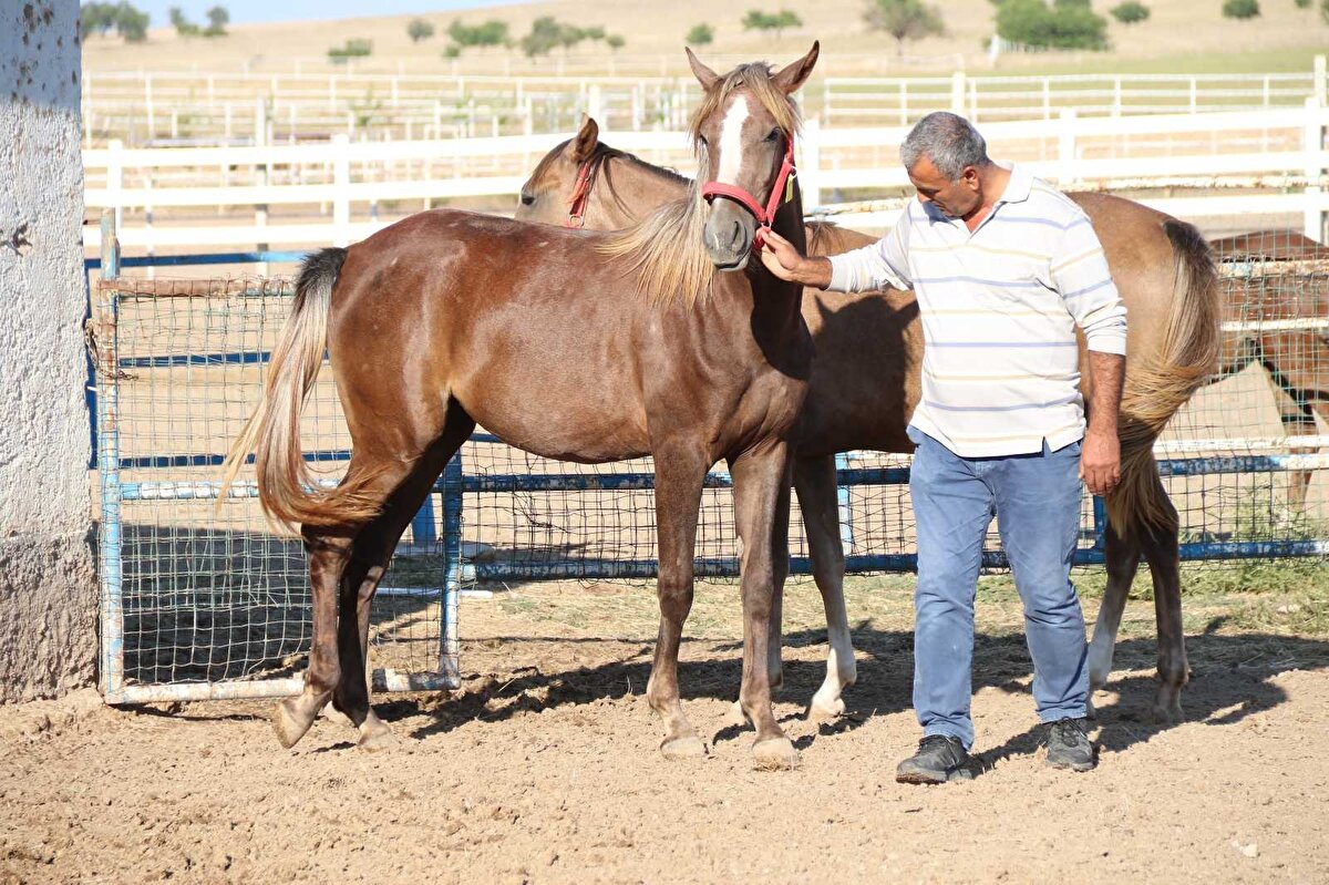 Eskişehir’in Mahmudiye ilçesinde kurulan at çiftliklerinde her yıl yüzlerce tay yetiştirilerek yarışmalara gönderiliyor. Taylar arasında daha önce ulusal ve uluslararası yarışmalarda birinci olan şampiyon atların yavruları da bulunuyor.

Elit olarak belirtilen şampiyon atların tayları ortalama 800-900 bin lira arasında satılırken, kalan tayların fiyatı ise 70 bin liradan başlıyor.