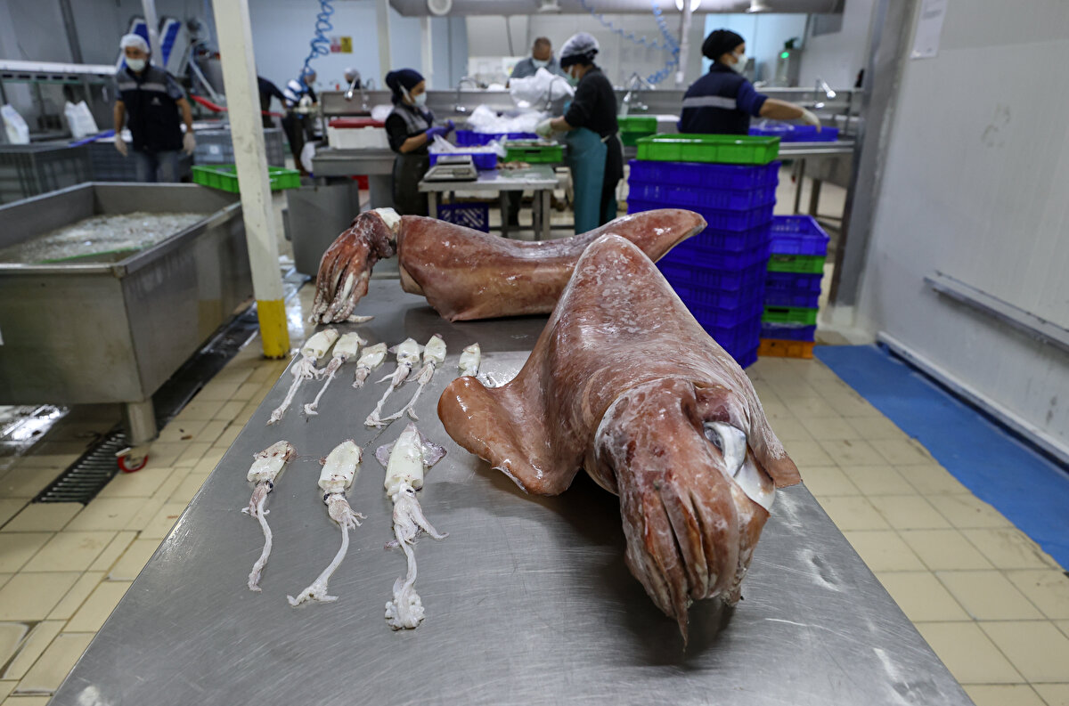 İzmir Balıkçı İş Adamları Derneği Başkanı Şahin Çakan, Tarım ve Orman Bakanı Bekir Pakdemirli'nin sürekli vurgusunu yaptığı küresel iklim değişikliğinin etkilerinin denizlerde de hissedilmeye başlandığını söyledi.