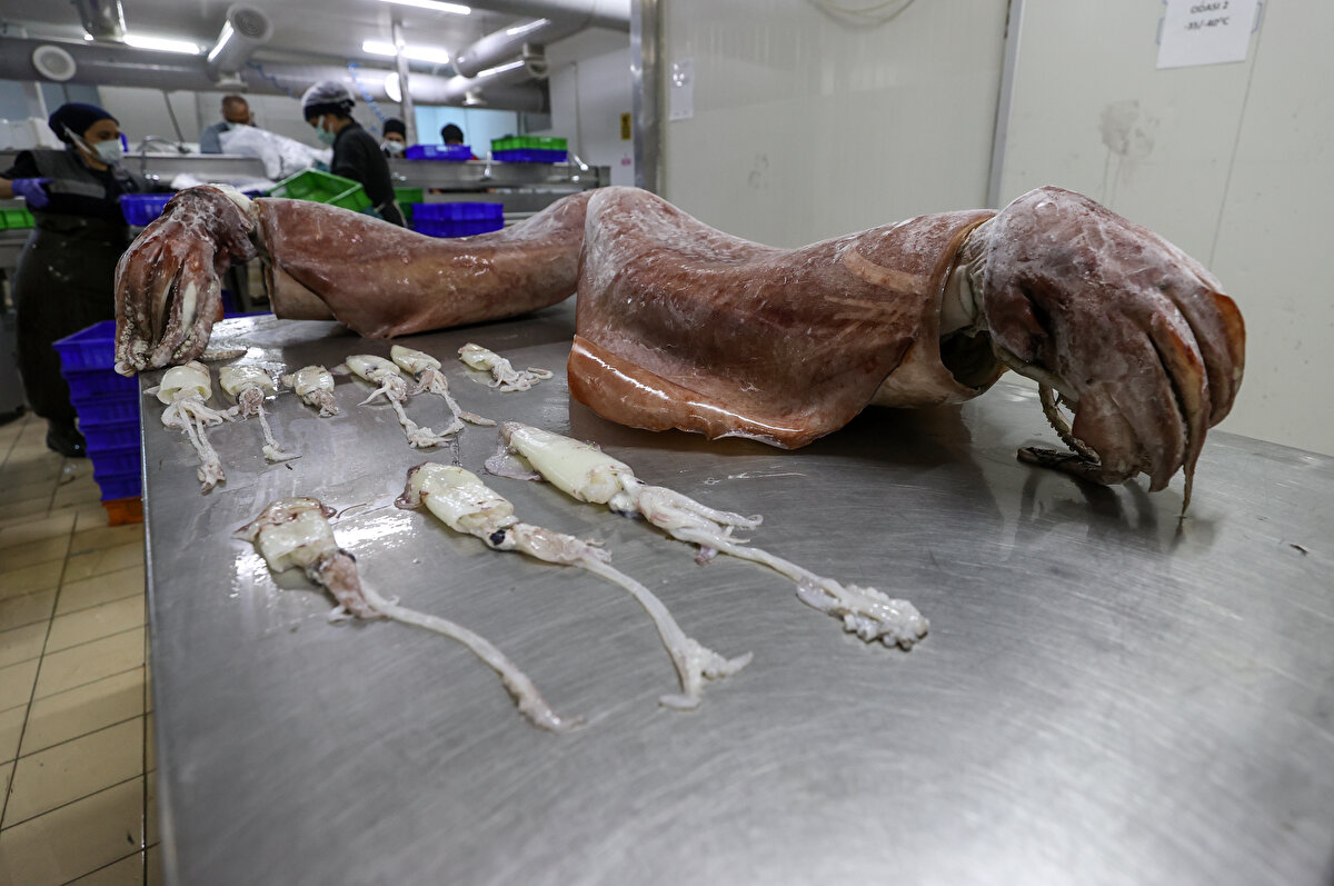 Ege Üniversitesi Su Ürünleri Fakültesi Öğretim Üyesi Prof. Dr. Okan Akyol ise denizlerdeki küresel ısınmanın etkilerinin her geçen gün arttığını ifade etti.