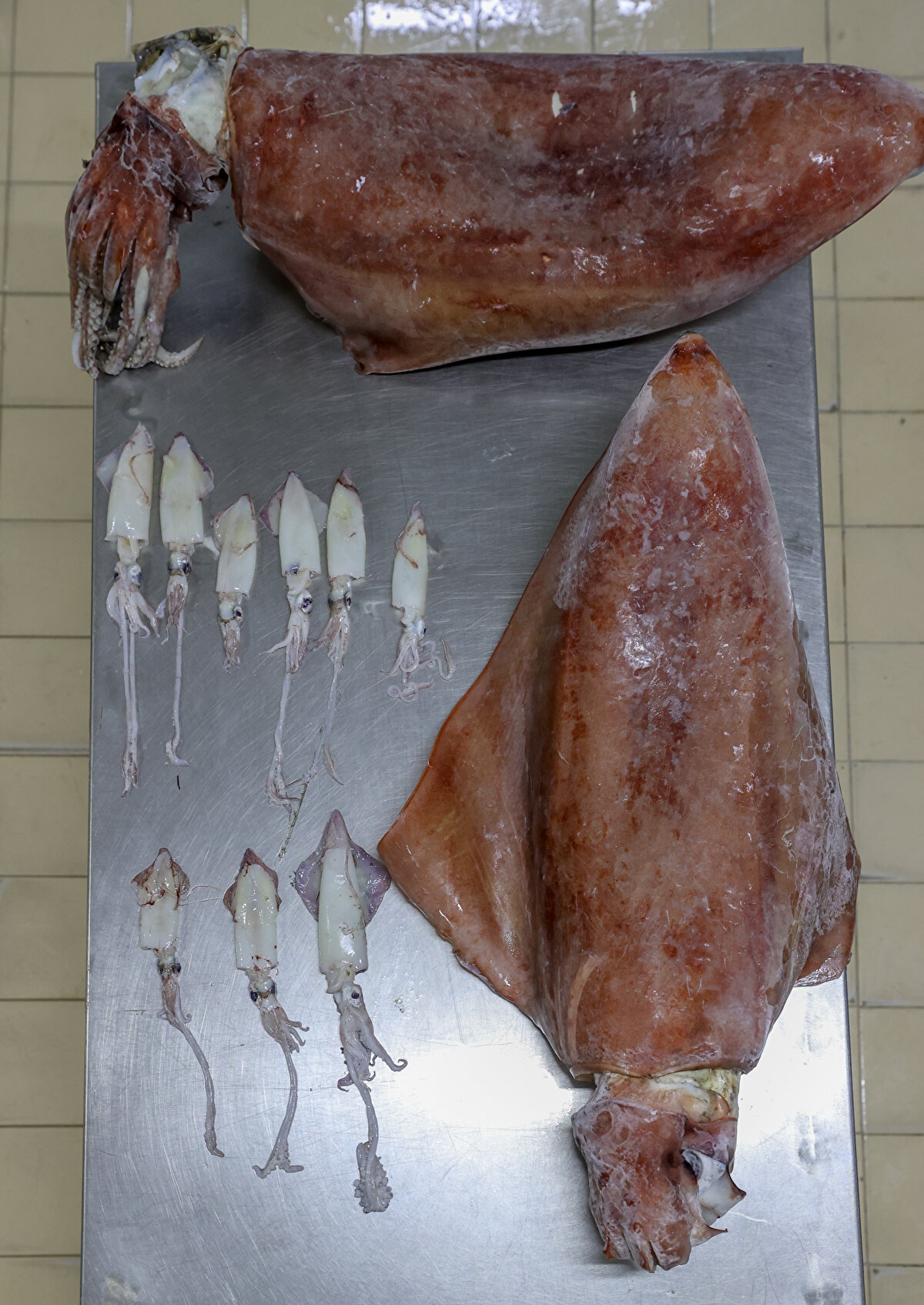 Çakan, "Bunların en büyük ispatı bizim ağlarımıza takılan dev kalamarlar. Karaburun açıklarında balıkçıların ağlarına 1 metre boyunda ve 16 kilogram ağırlığında 2 dev kalamar takıldı. Normalde bizim Ege'de tuttuğumuz kalamarın boyu yaklaşık 15 santimetre. Ben 35 yıllık meslek hayatımda bu türü ilk defa görüyorum" dedi.